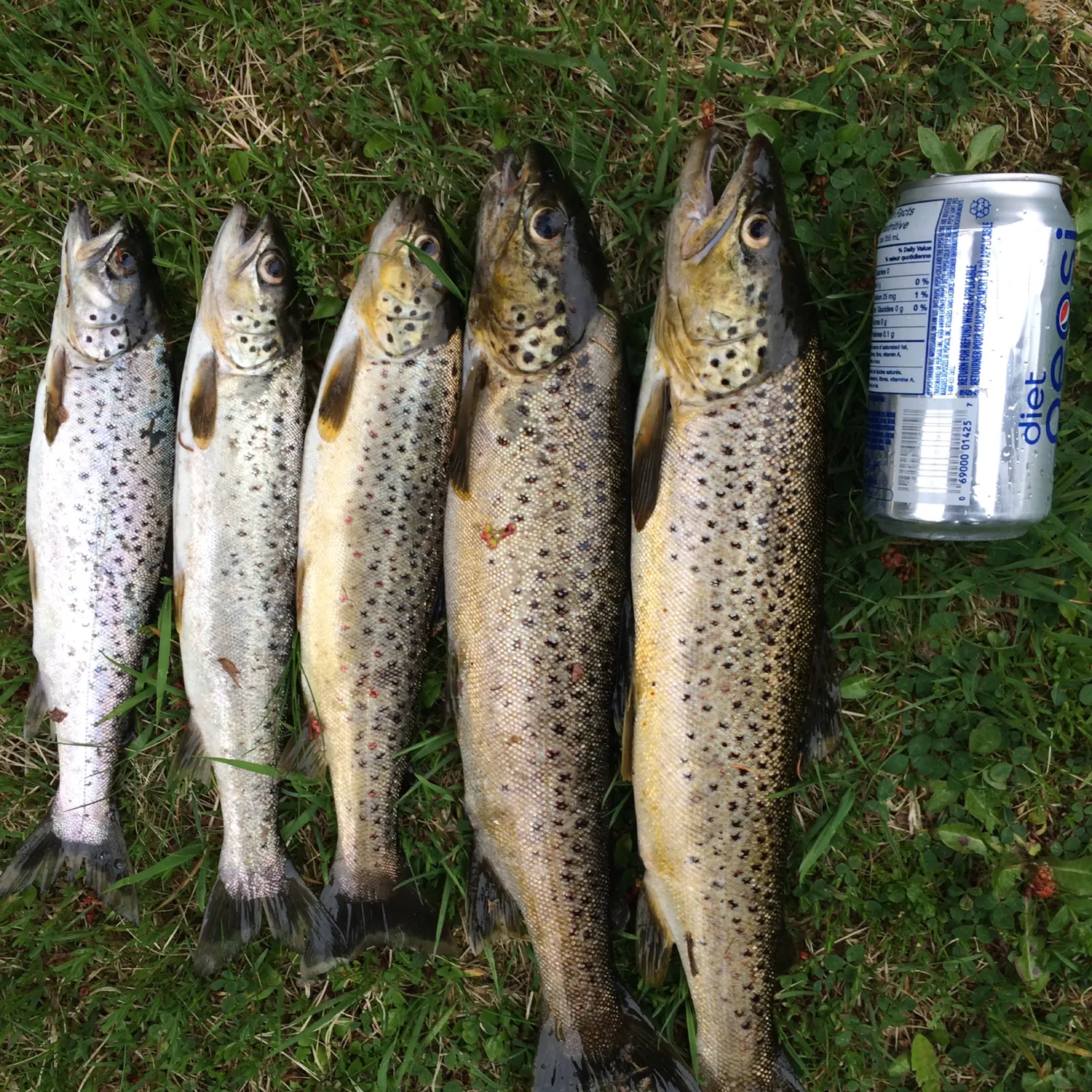 recently logged catches