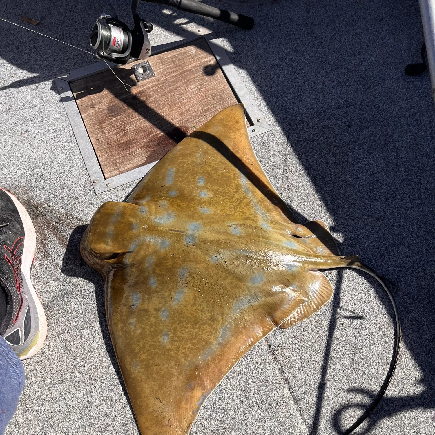 The most popular recent Australian bull ray catch on Fishbrain