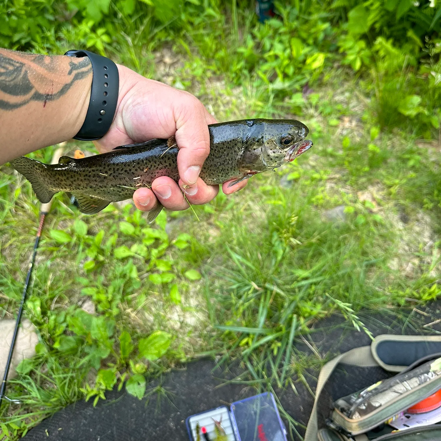 recently logged catches