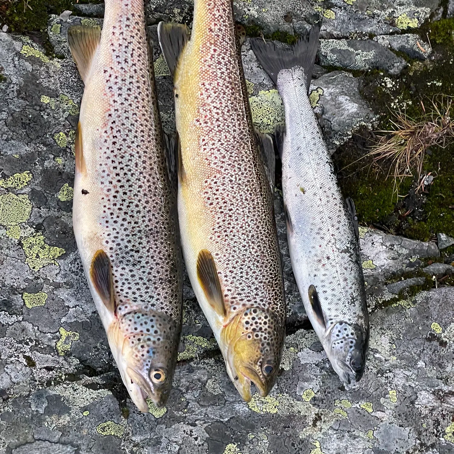 recently logged catches