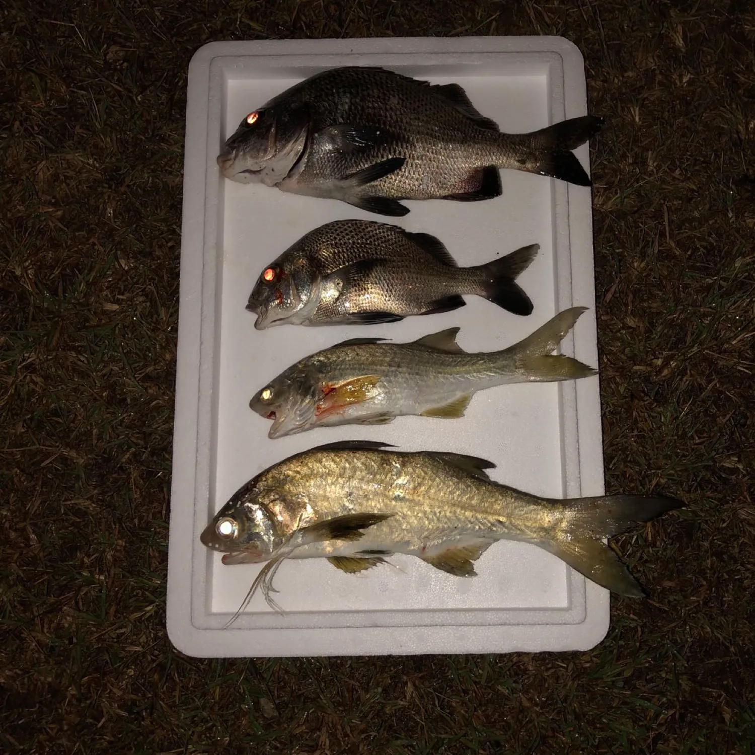 recently logged catches