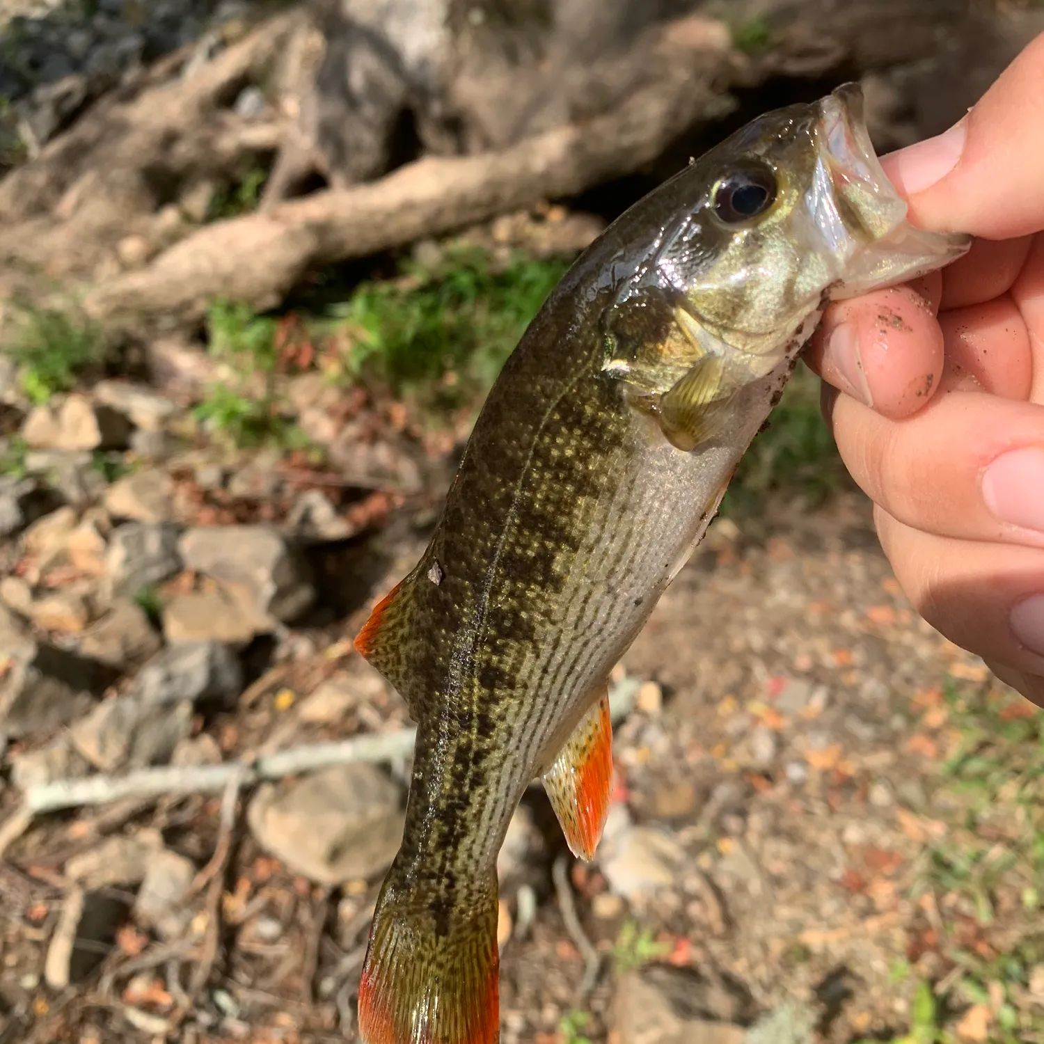 The most popular recent Chattahoochee bass catch on Fishbrain