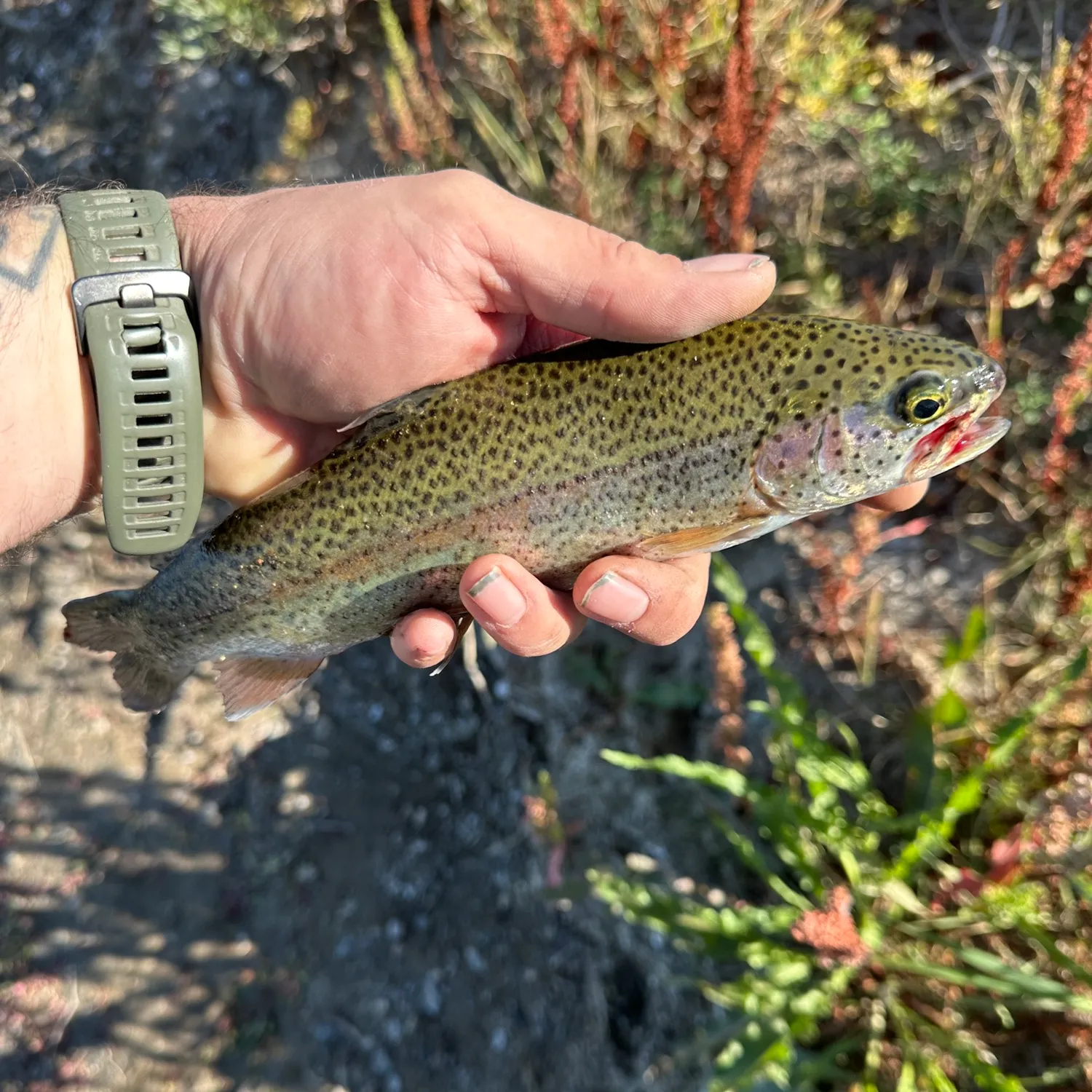 recently logged catches