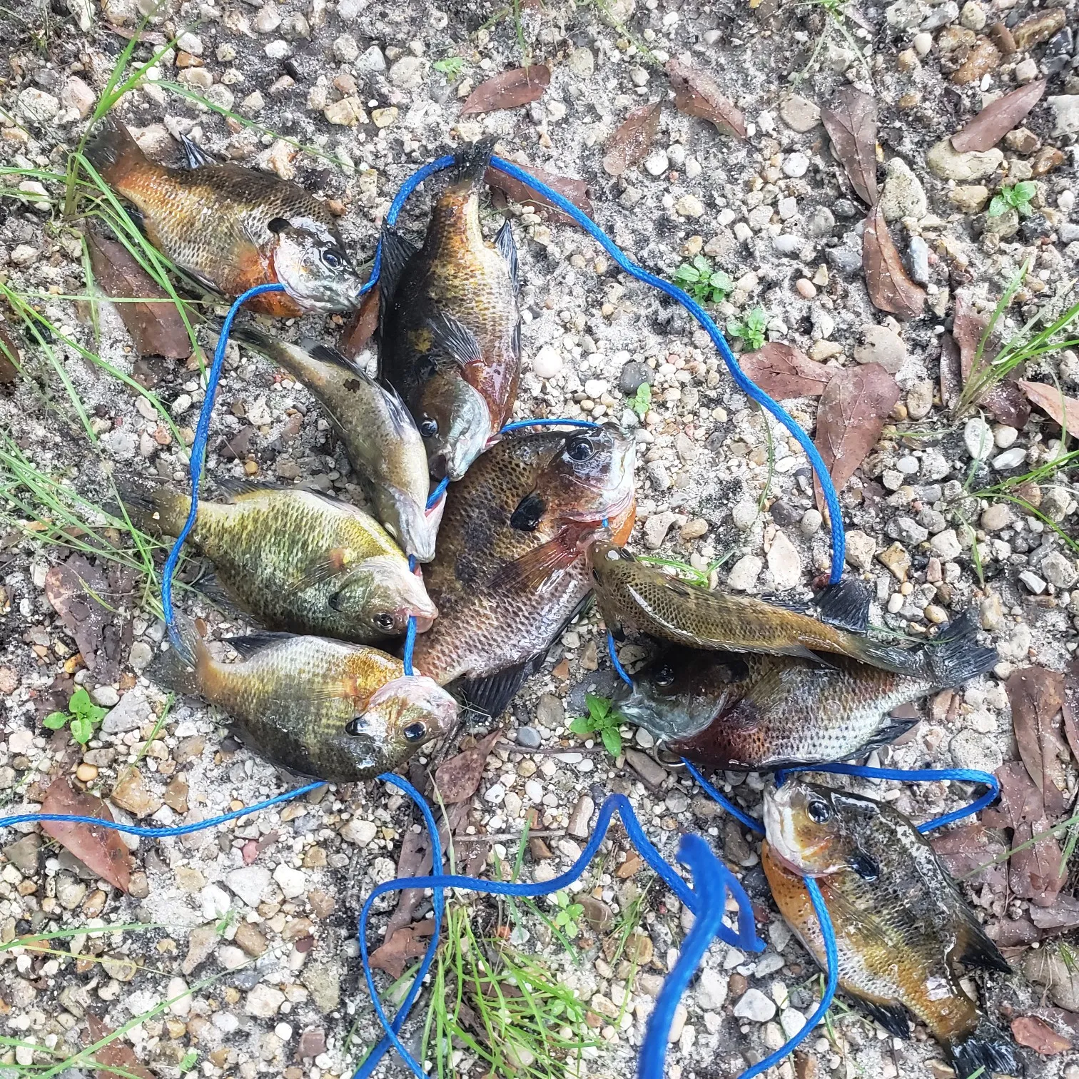 recently logged catches