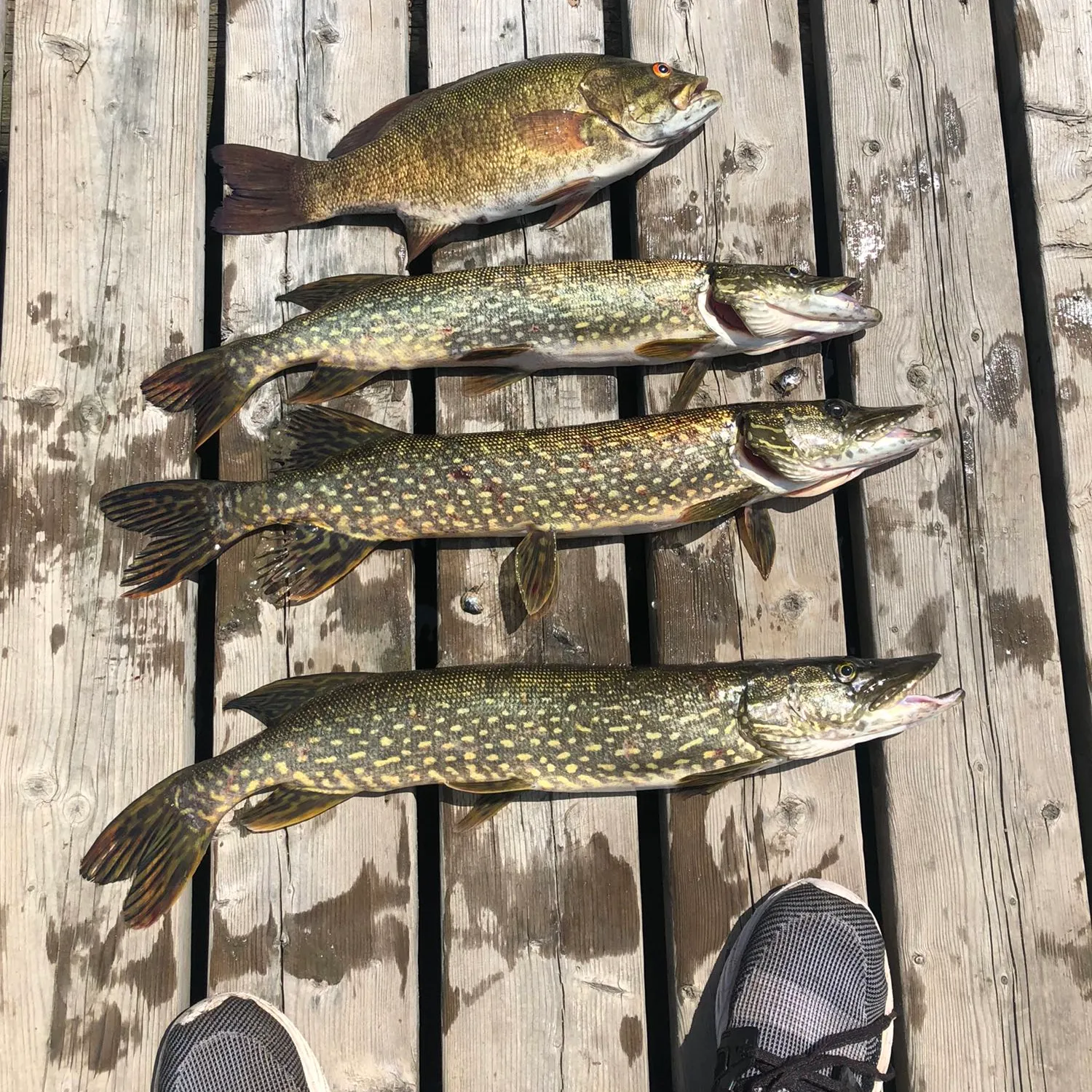 recently logged catches