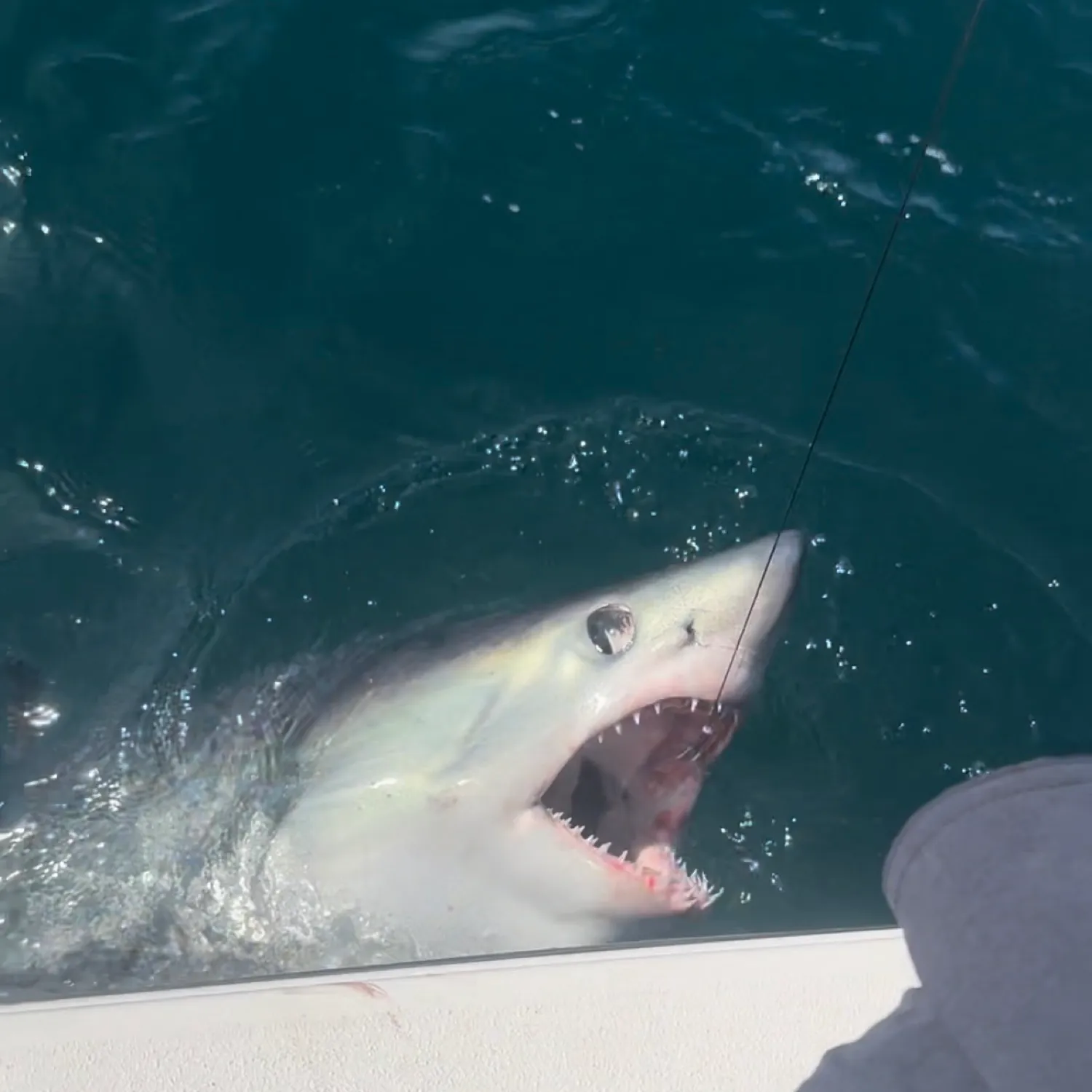 The most popular recent Shortfin mako shark catch on Fishbrain