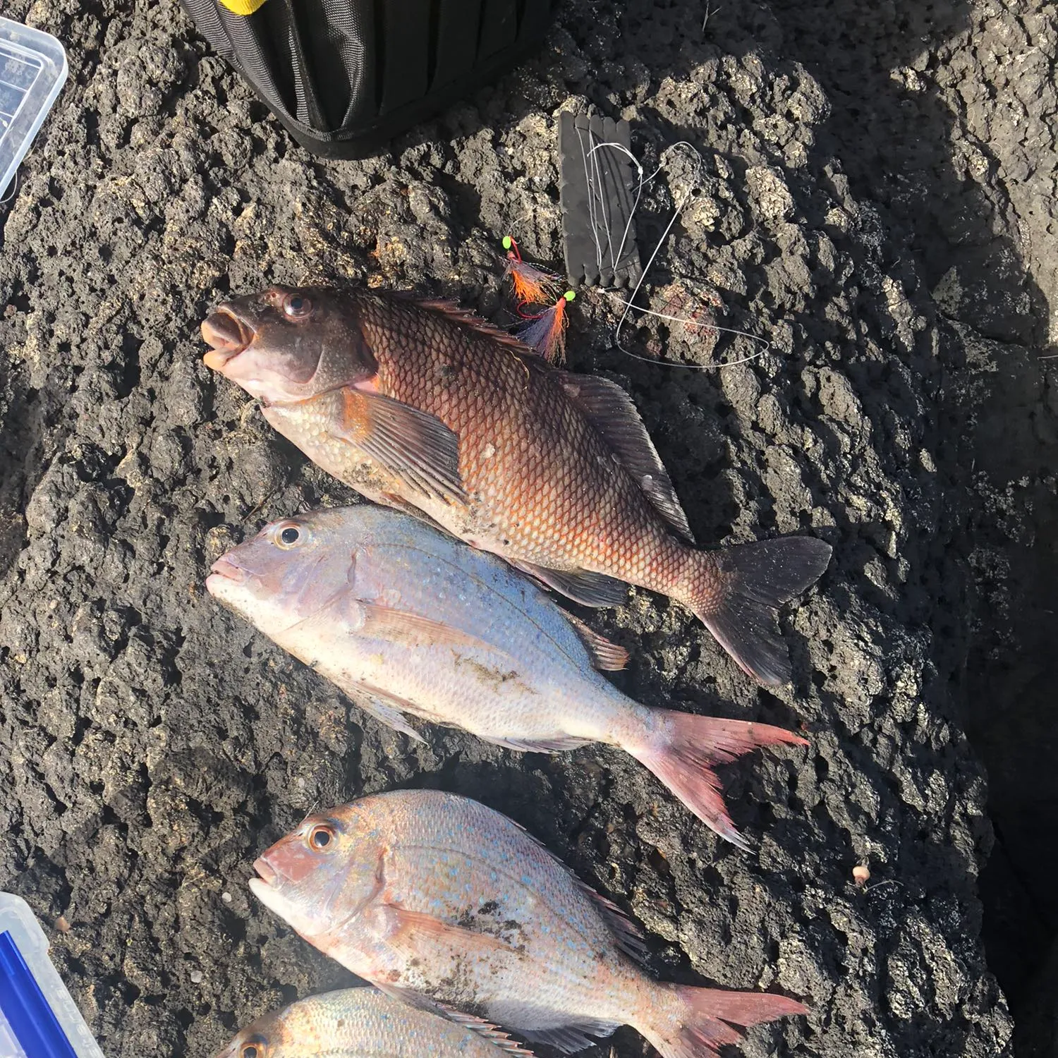 recently logged catches