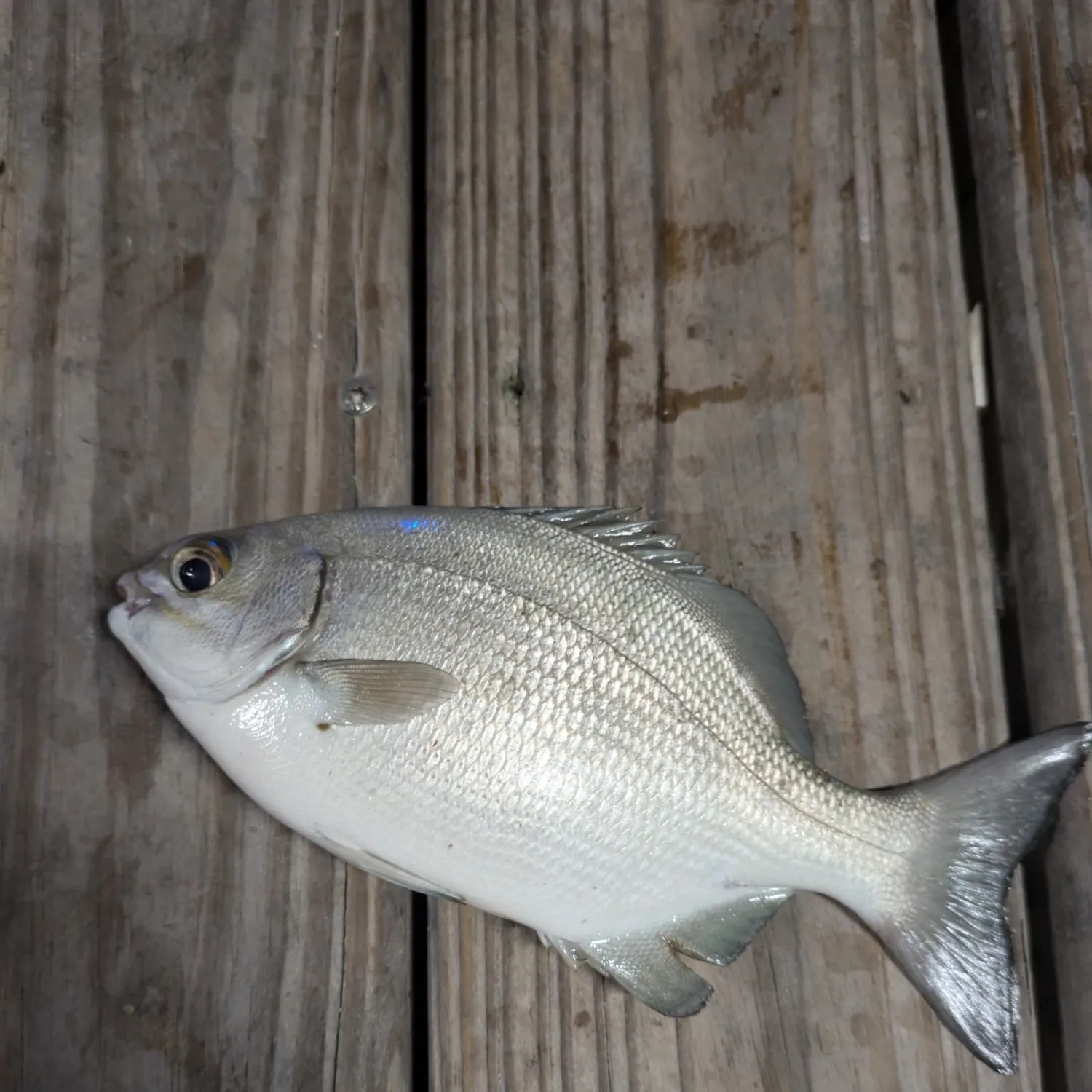 The most popular recent Brassy chub catch on Fishbrain