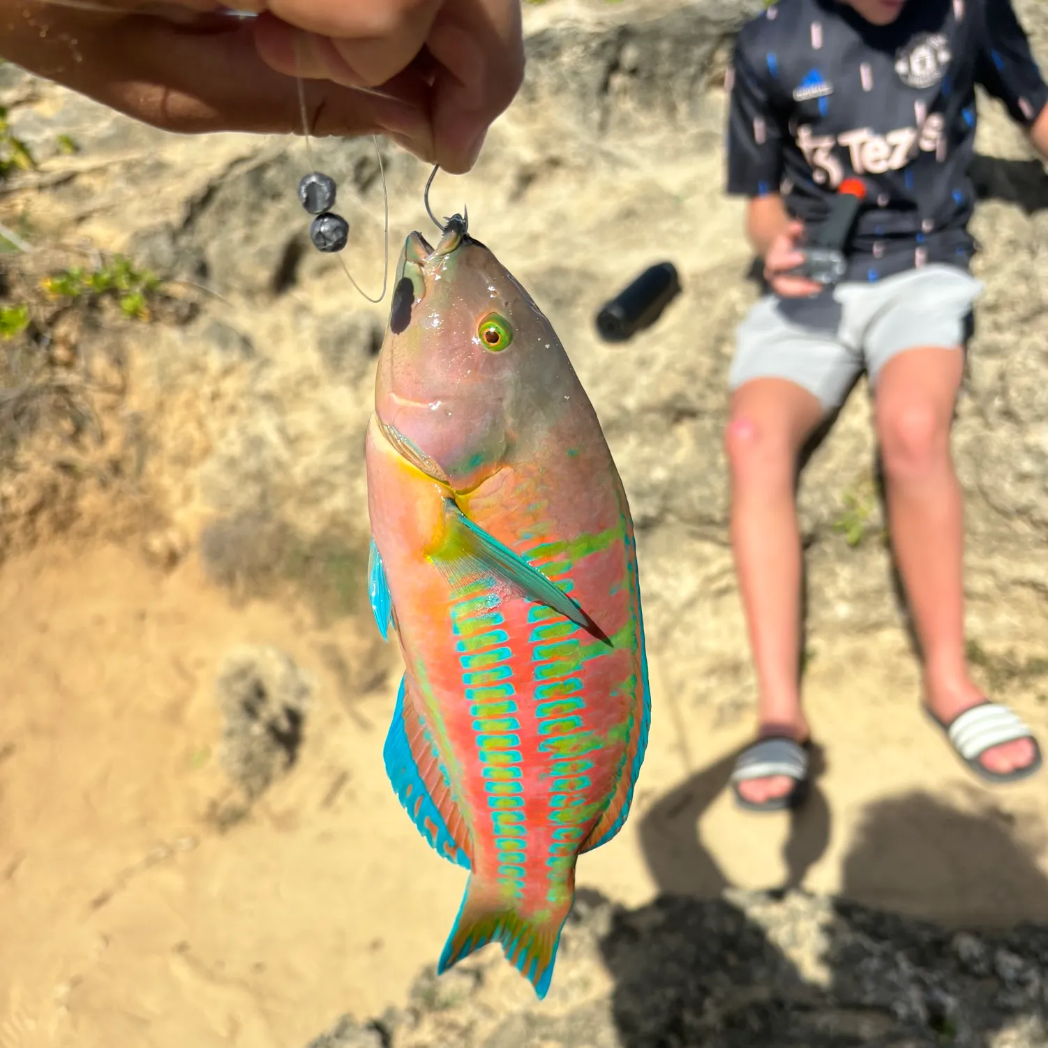 The most popular recent Christmas wrasse catch on Fishbrain