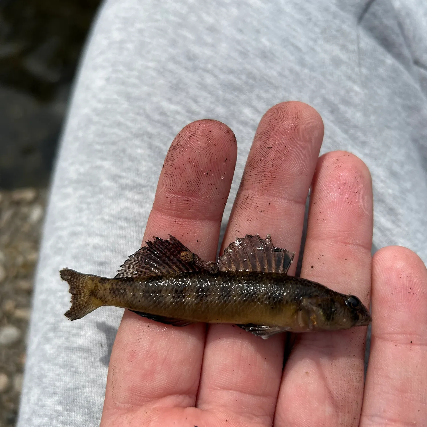 The most popular recent Tessellated darter catch on Fishbrain