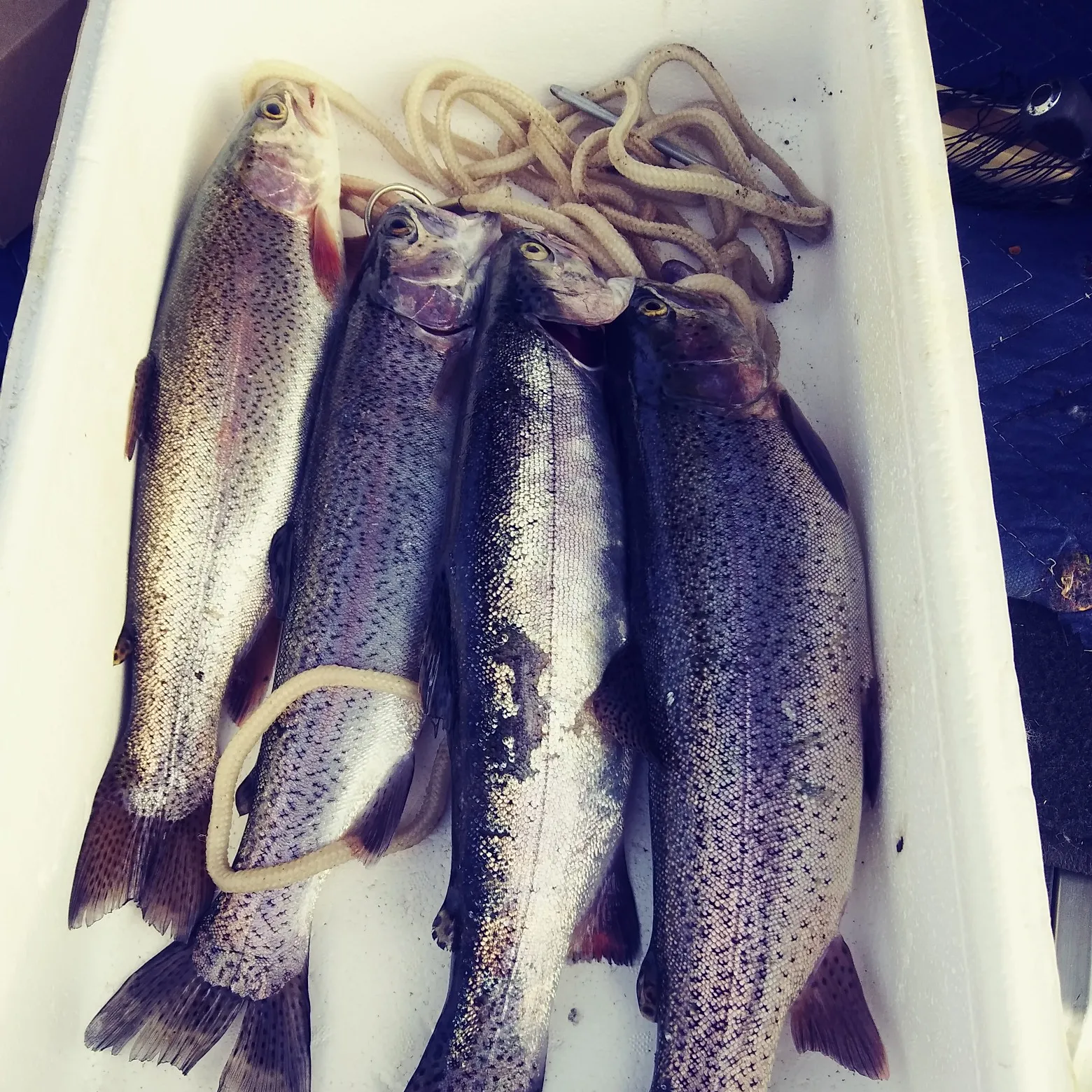 recently logged catches