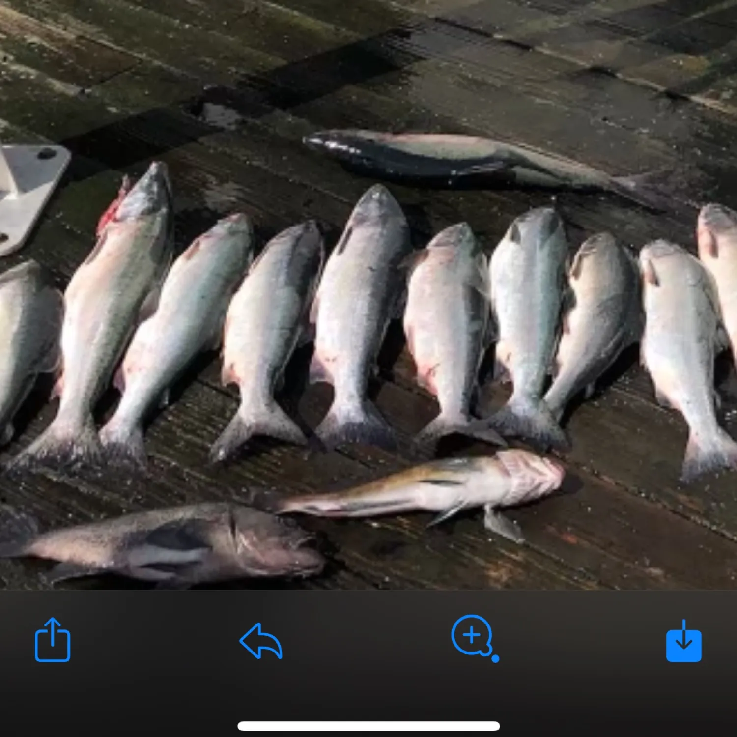 recently logged catches