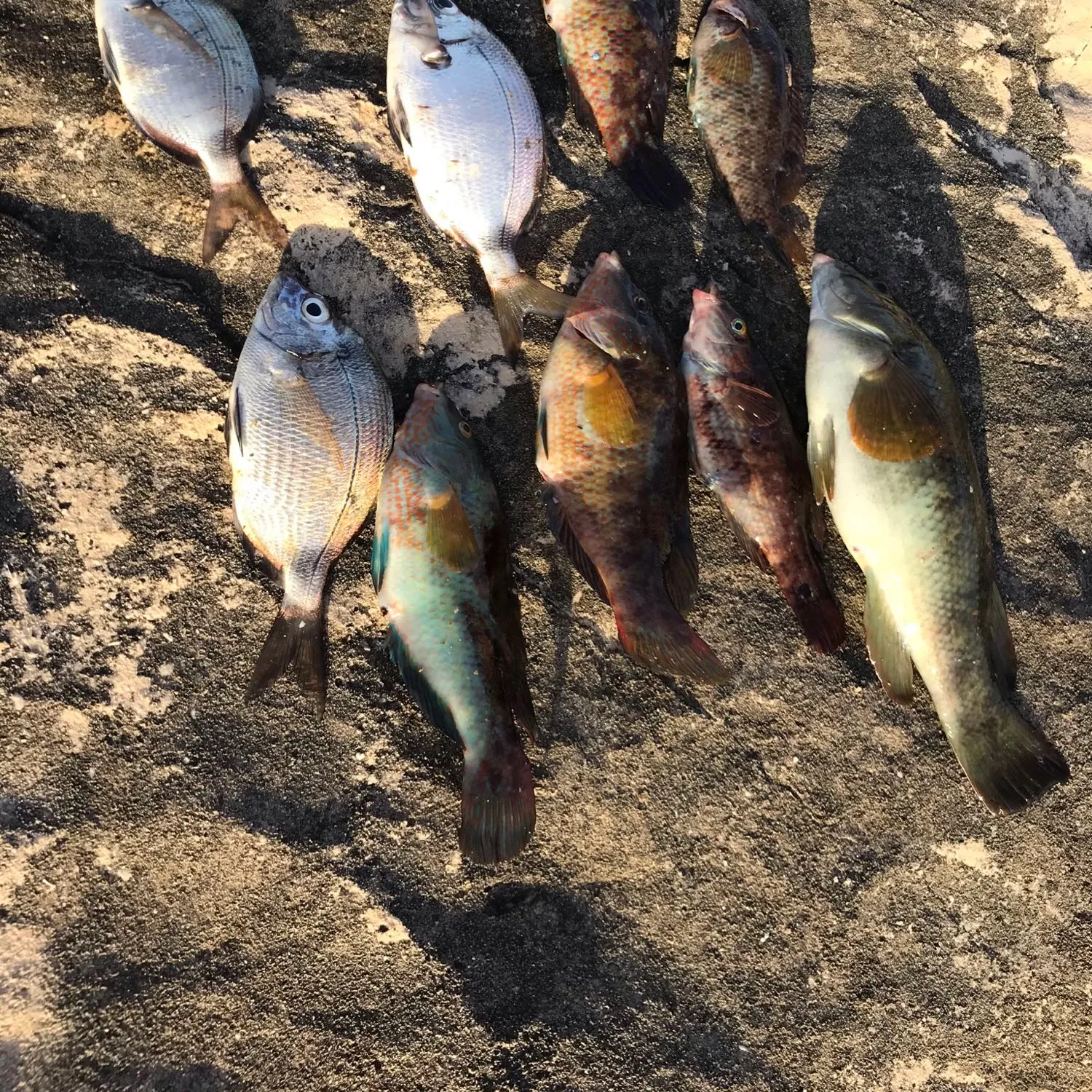 recently logged catches