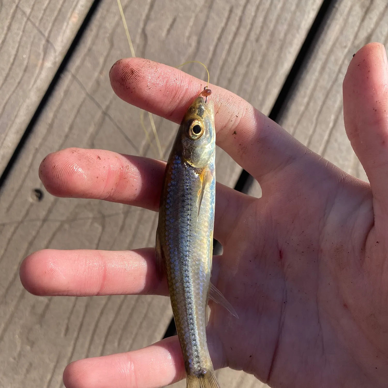 The most popular recent Spottail shiner catch on Fishbrain