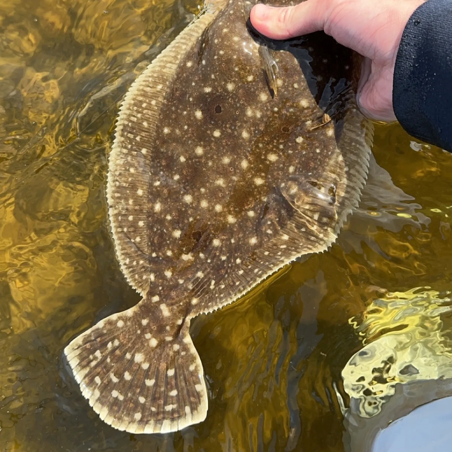 The most popular recent Gulf flounder catch on Fishbrain