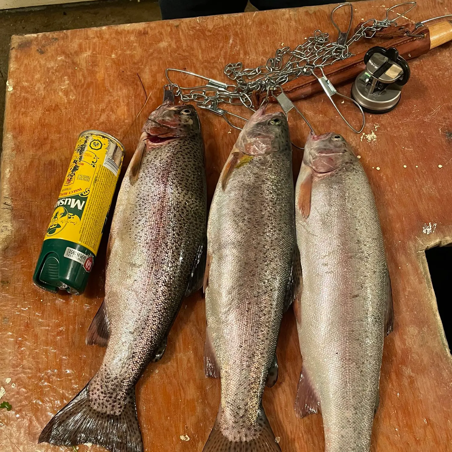 recently logged catches