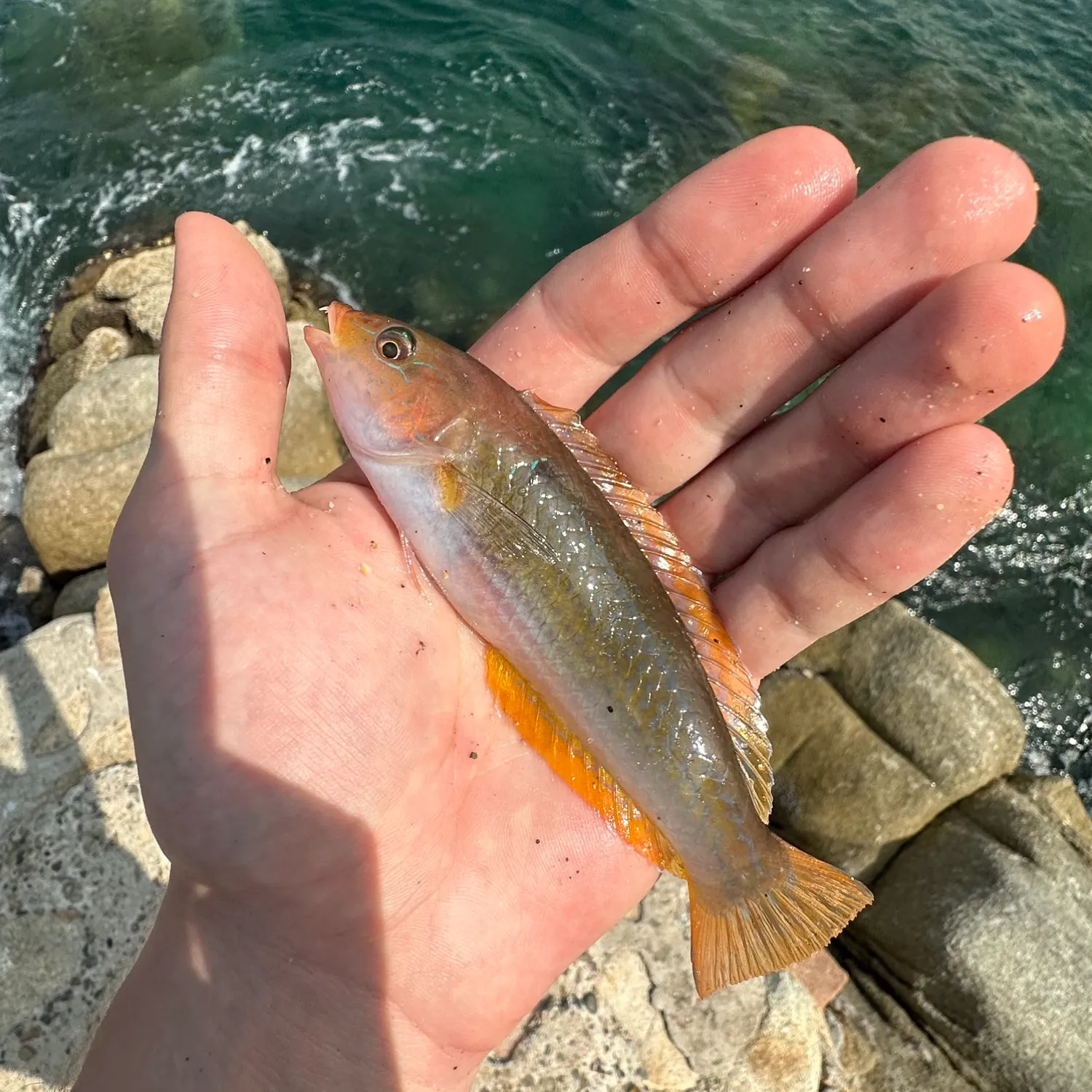 The most popular recent Chameleon wrasse catch on Fishbrain