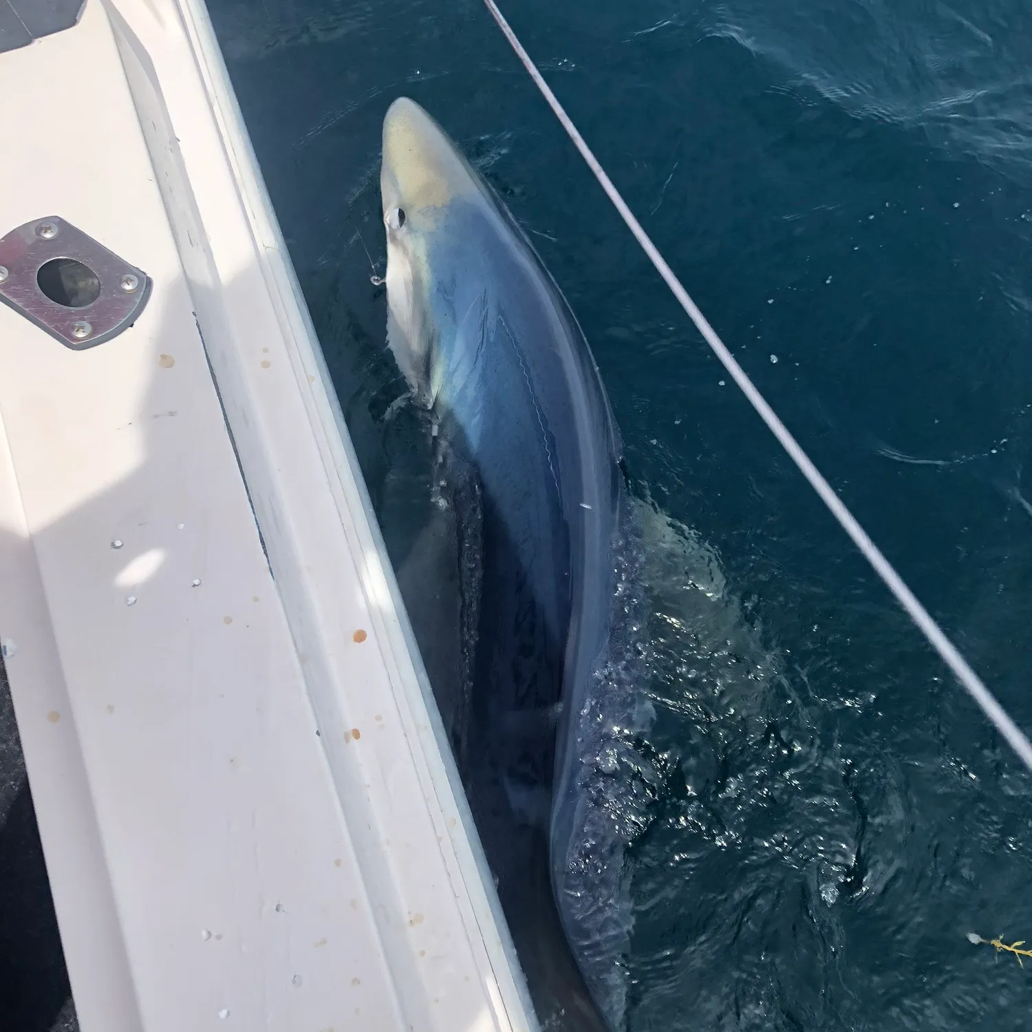 The most popular recent Blue shark catch on Fishbrain