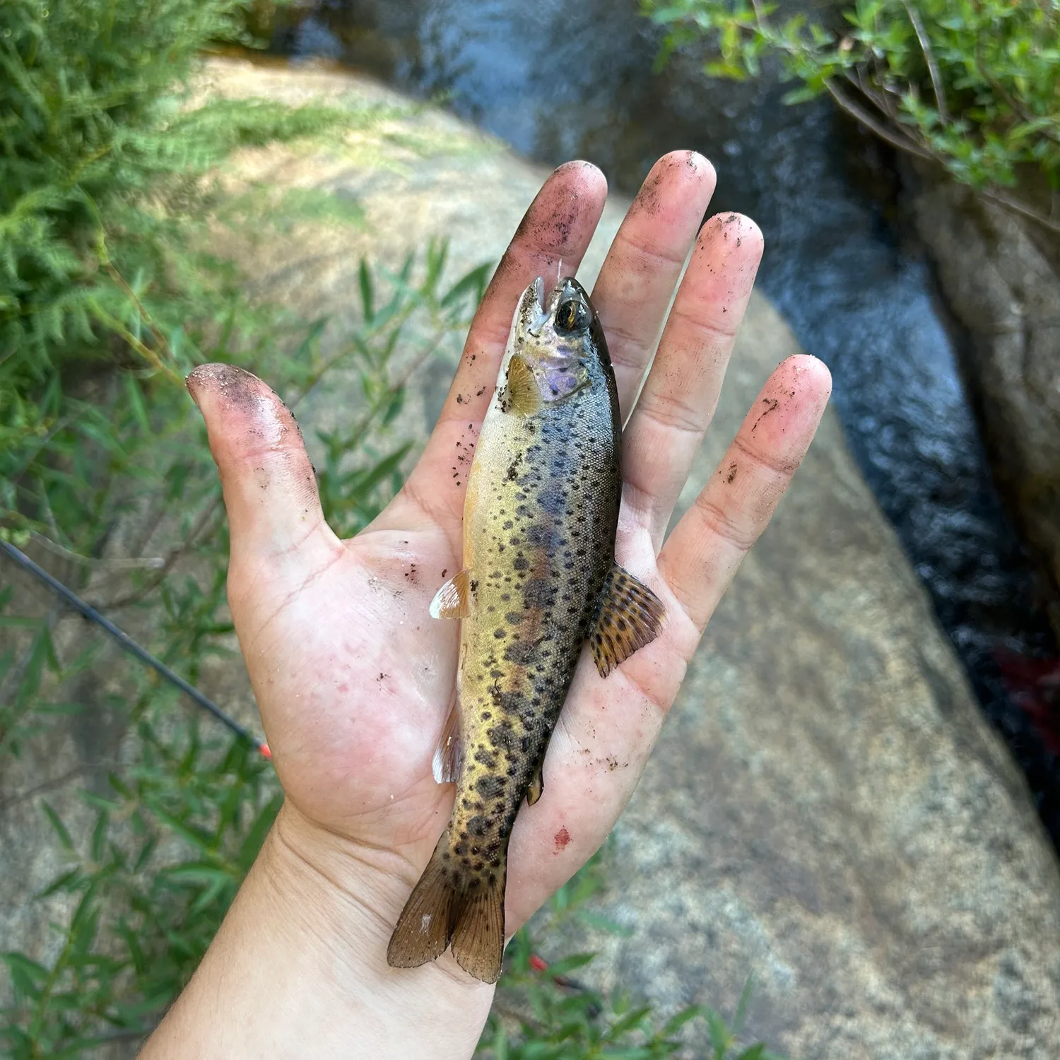 The most popular recent Kern River Rainbow Trout catch on Fishbrain