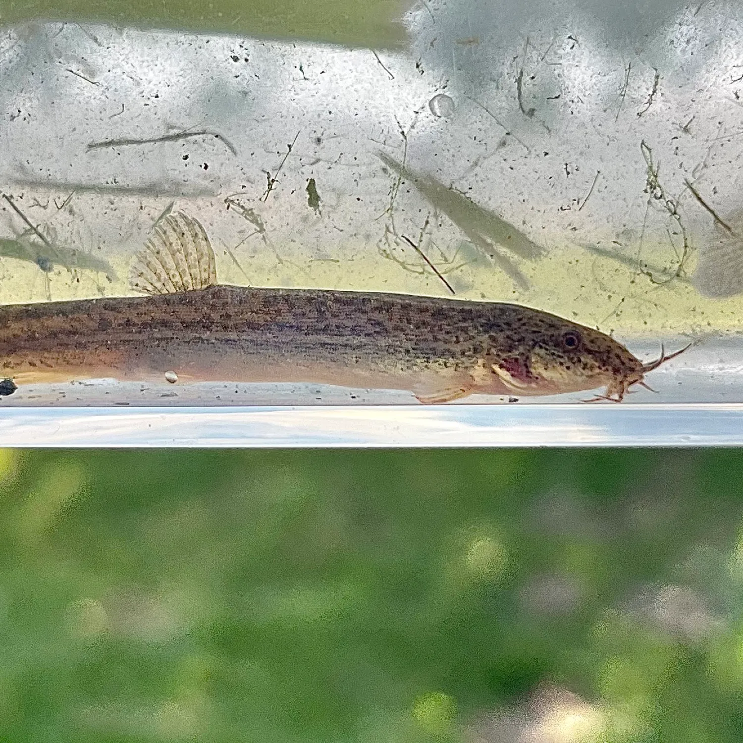 The most popular recent Weatherloach catch on Fishbrain