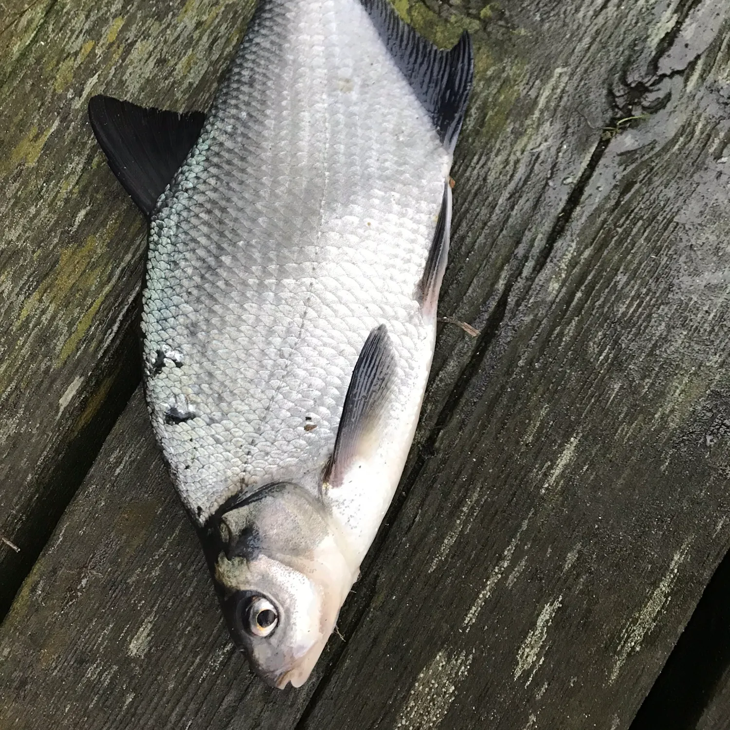 The most popular recent White bream catch on Fishbrain