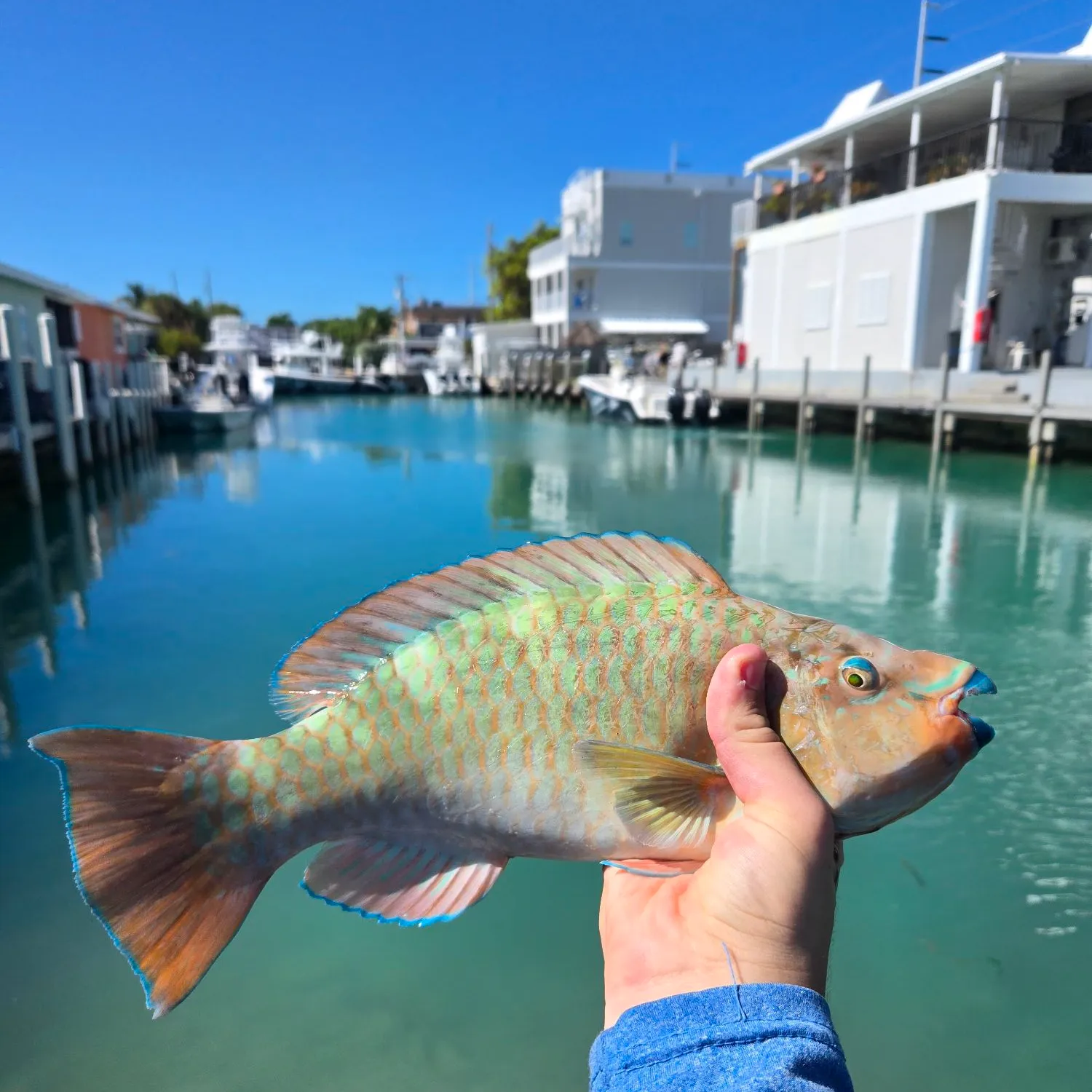 The most popular recent Rainbow parrotfish catch on Fishbrain