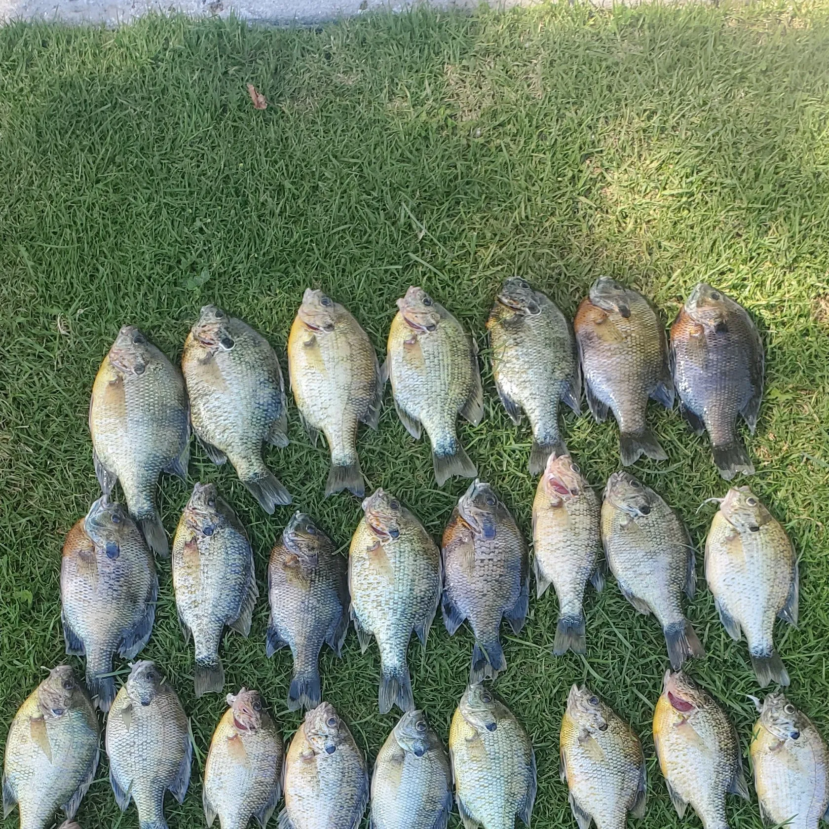 recently logged catches