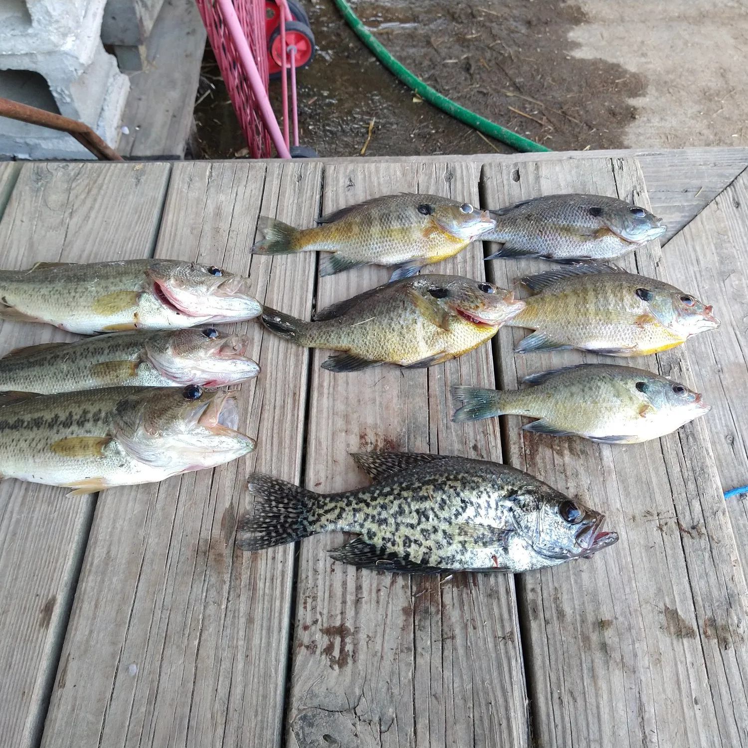 recently logged catches