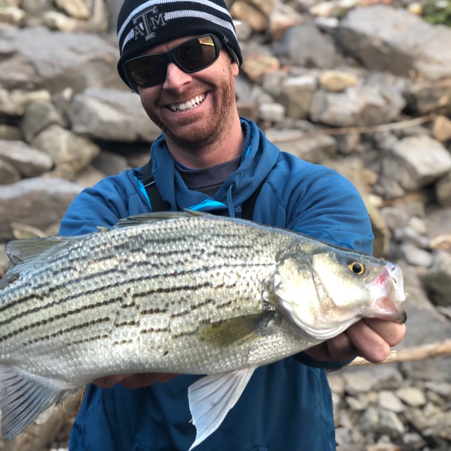 The most popular recent Hybrid striped bass catch on Fishbrain