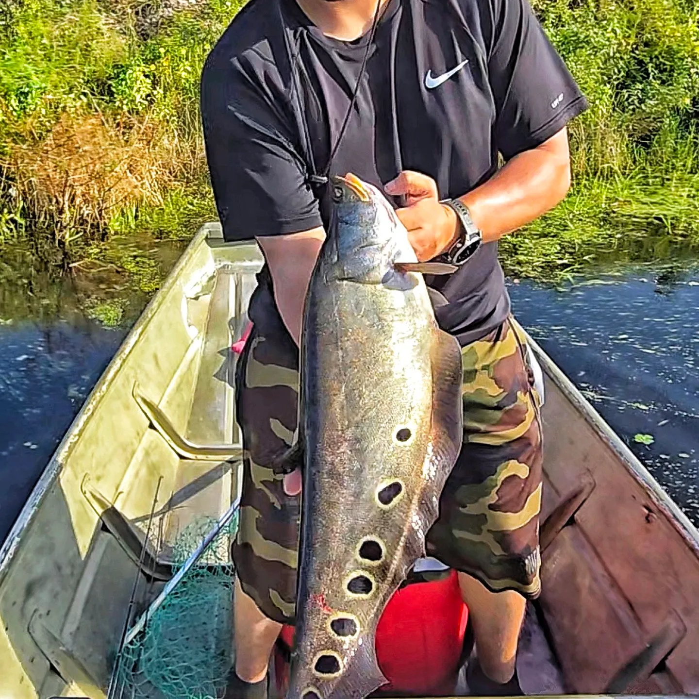 The most popular recent Clown knifefish catch on Fishbrain