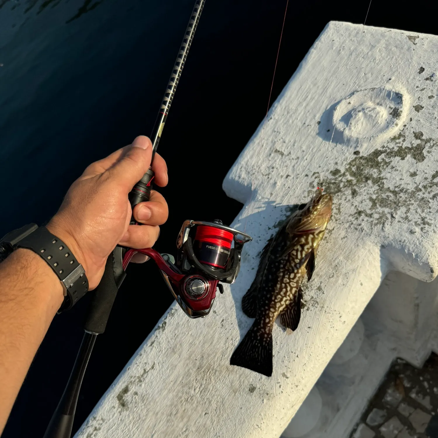 The most popular recent Comb grouper catch on Fishbrain