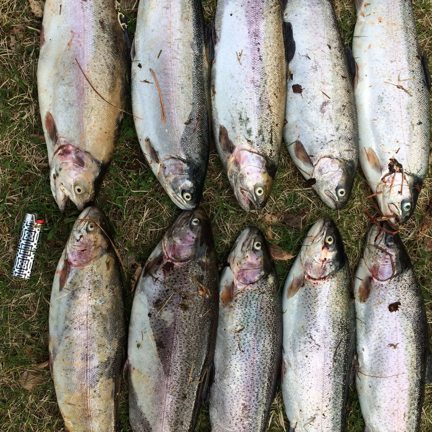 recently logged catches