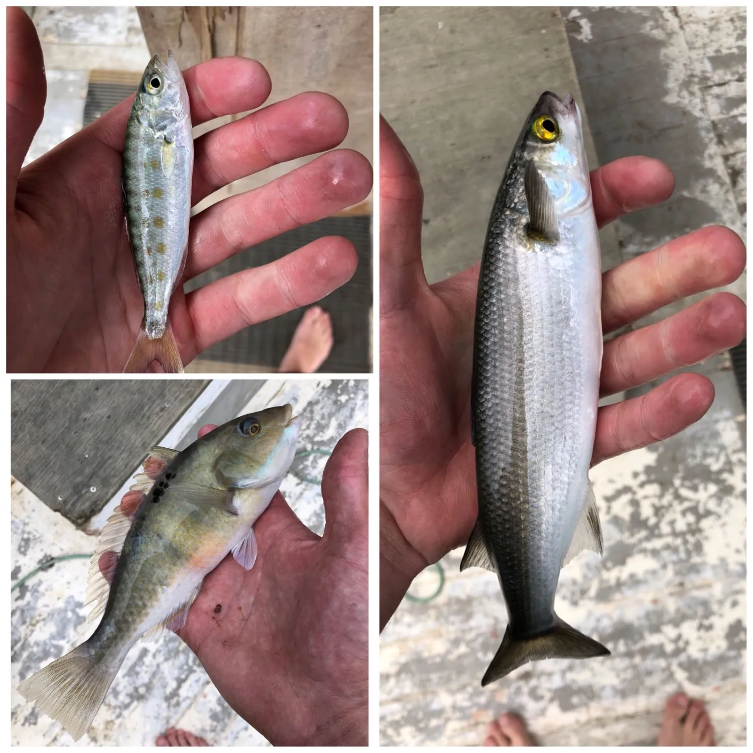 recently logged catches