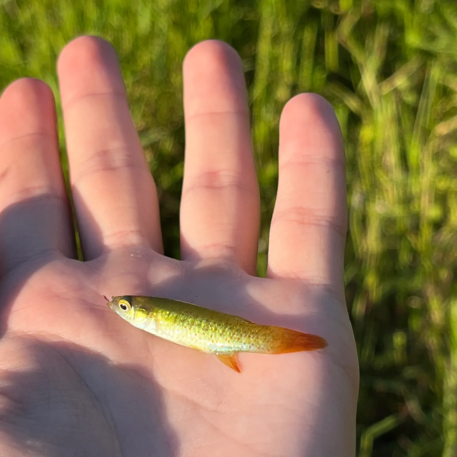 The most popular recent Golden topminnow catch on Fishbrain