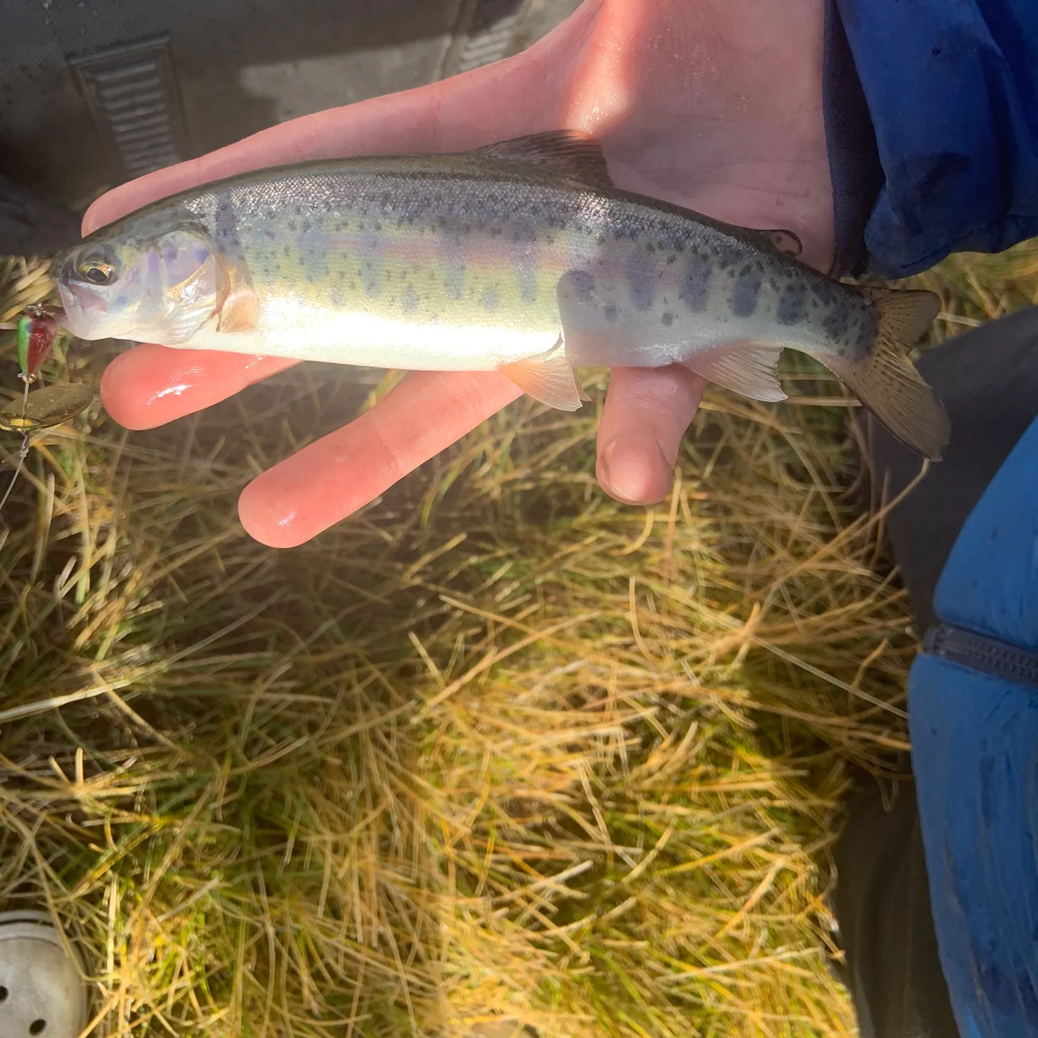 The most popular recent McCloud river redband trout catch on Fishbrain