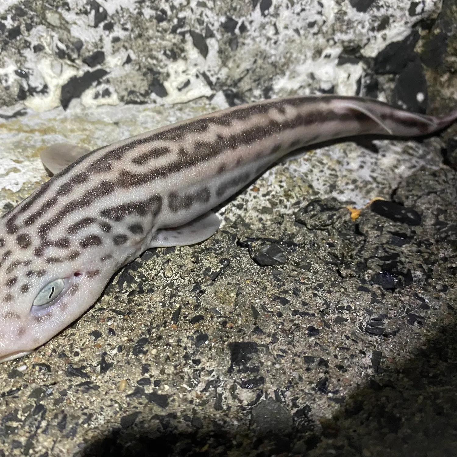 The most popular recent Leopard catshark catch on Fishbrain