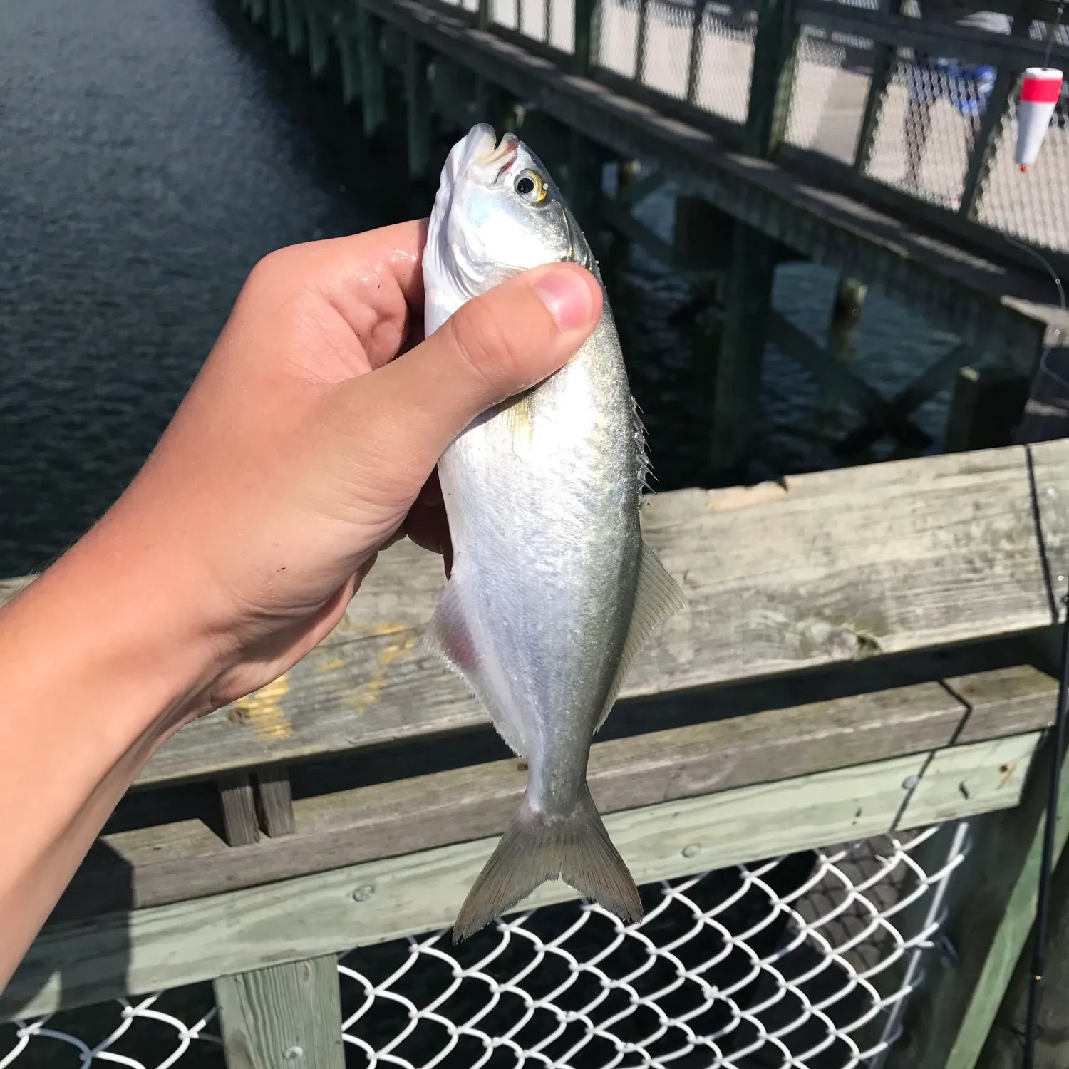 The most popular recent Bluefish catch on Fishbrain