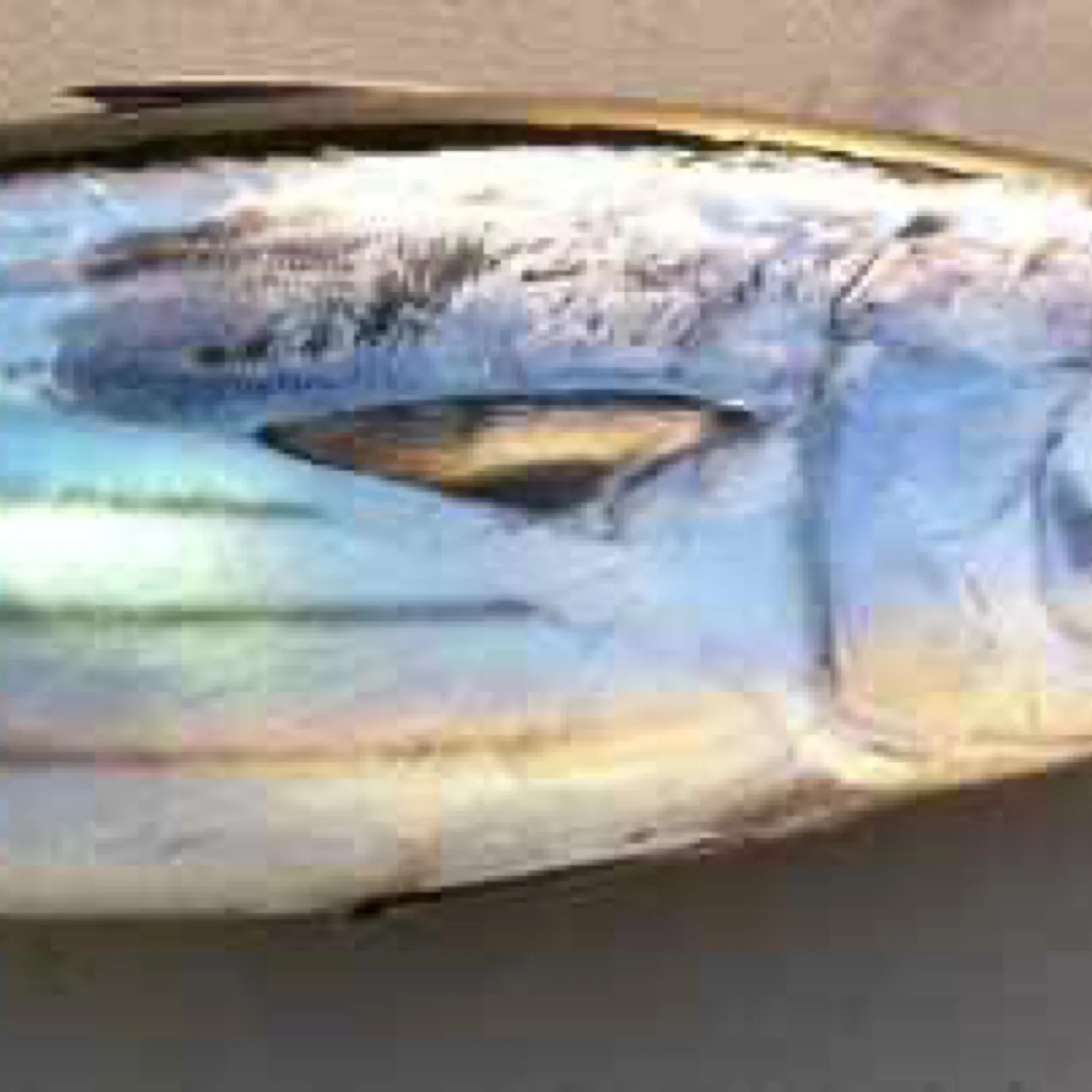 The most popular recent Skipjack tuna catch on Fishbrain