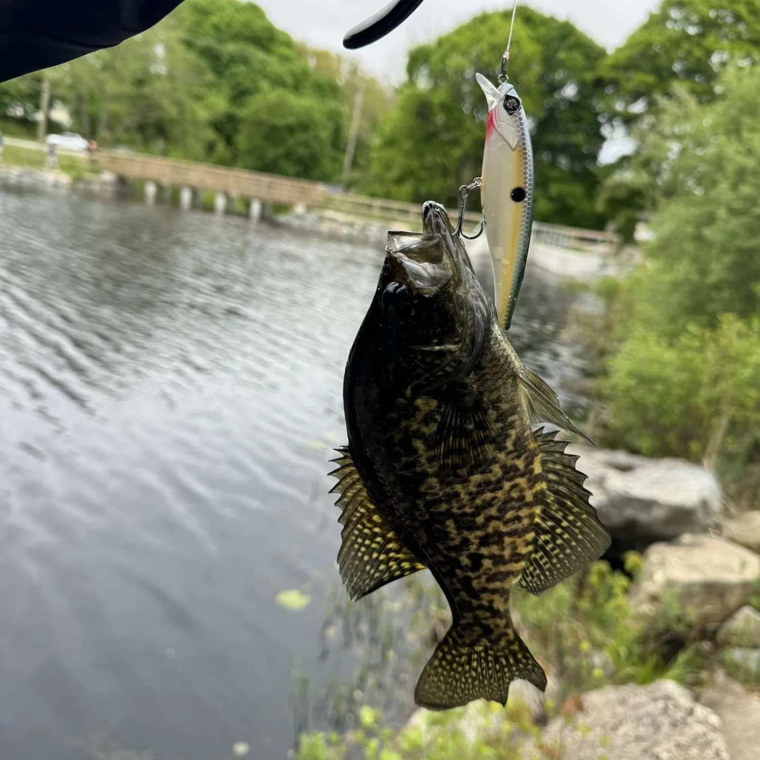 ᐅ Silver Spring Lake fishing reports🎣• North Kingstown, RI (United ...