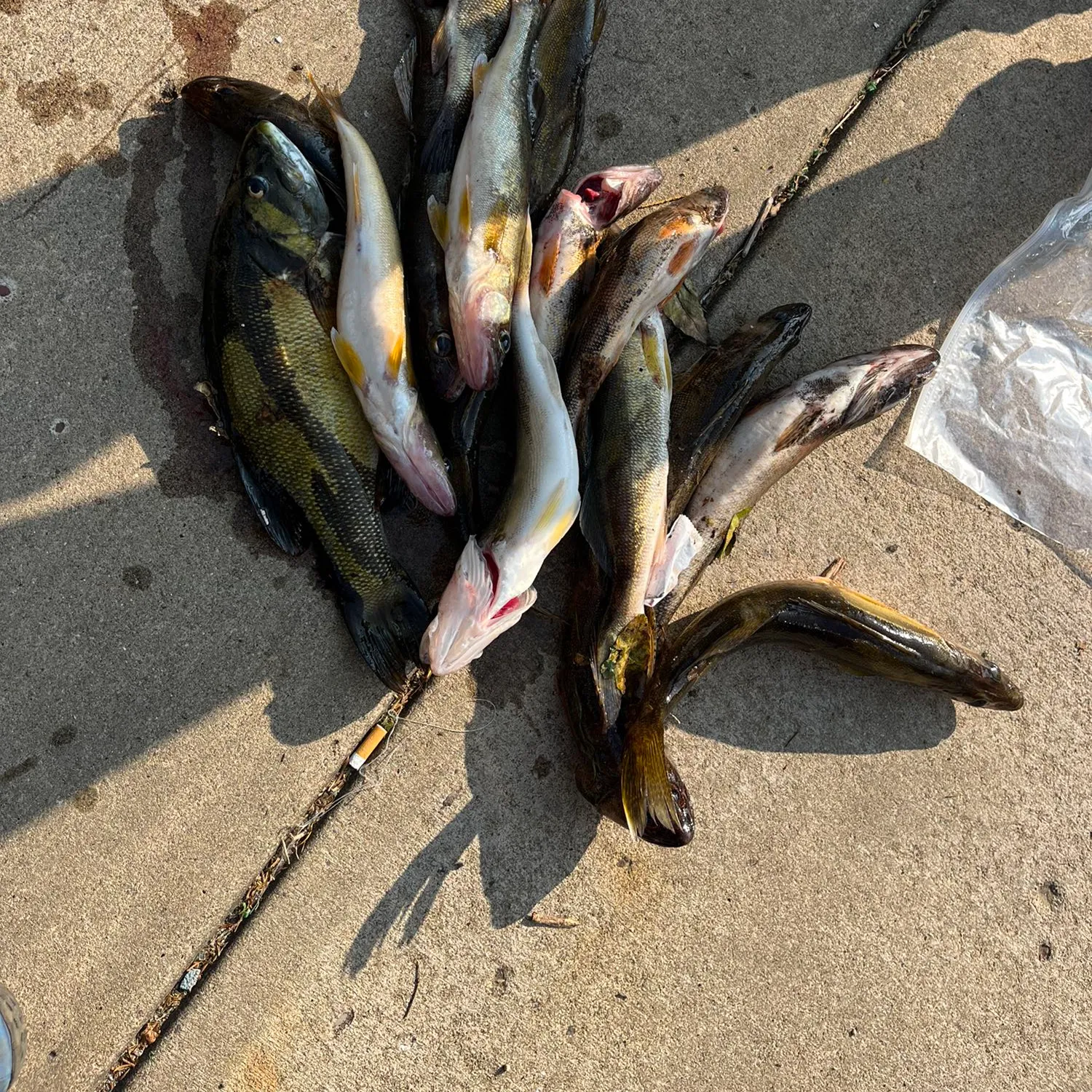 recently logged catches