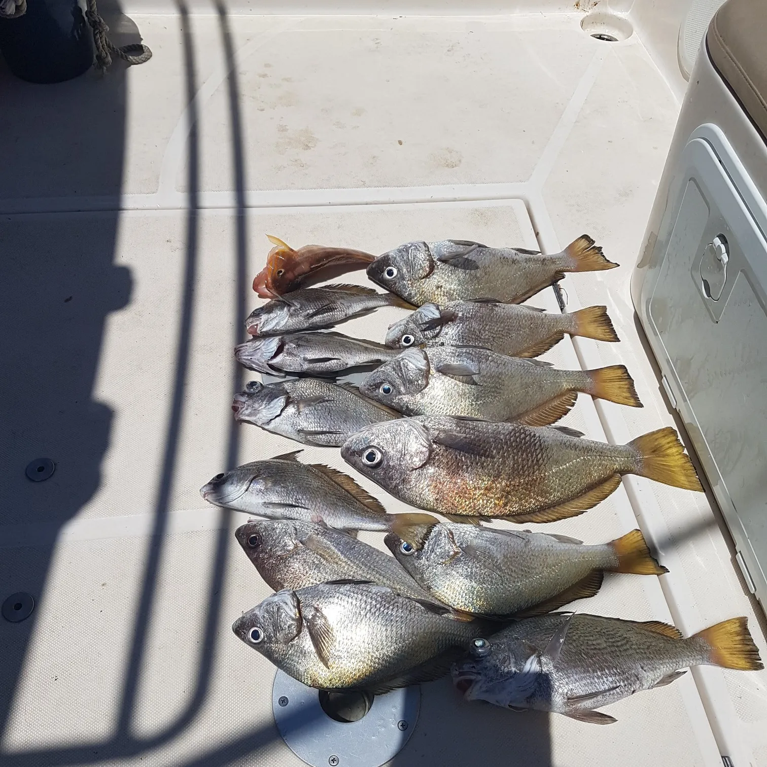 recently logged catches