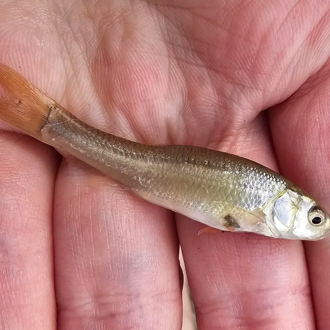 The most popular recent Fathead minnow catch on Fishbrain