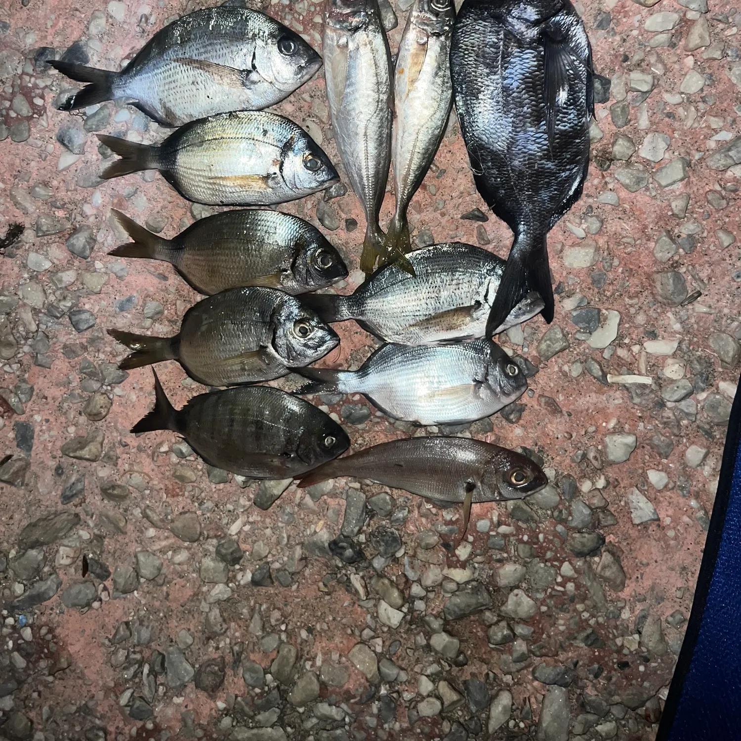 recently logged catches