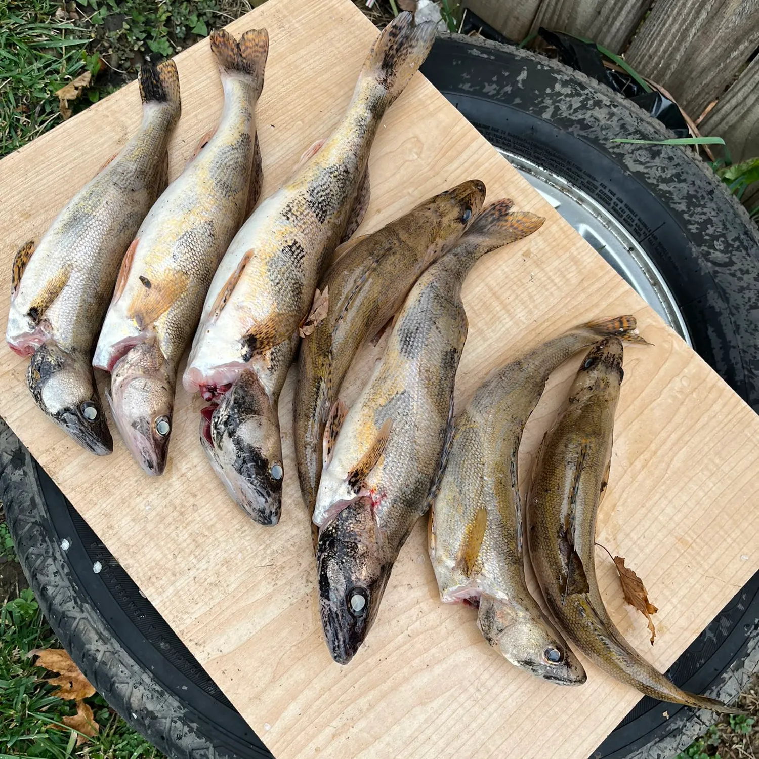 recently logged catches