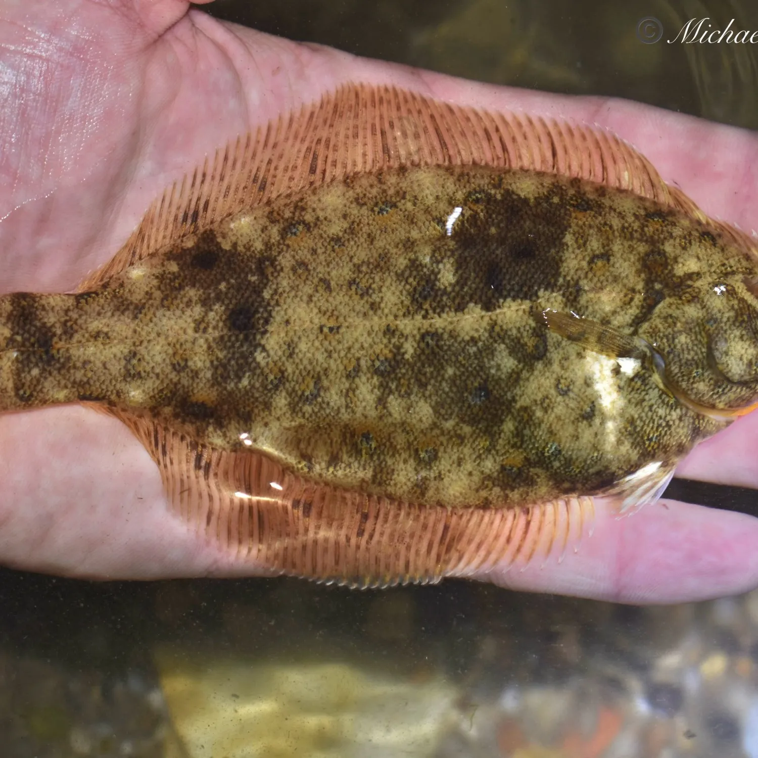 The most popular recent Winter flounder catch on Fishbrain