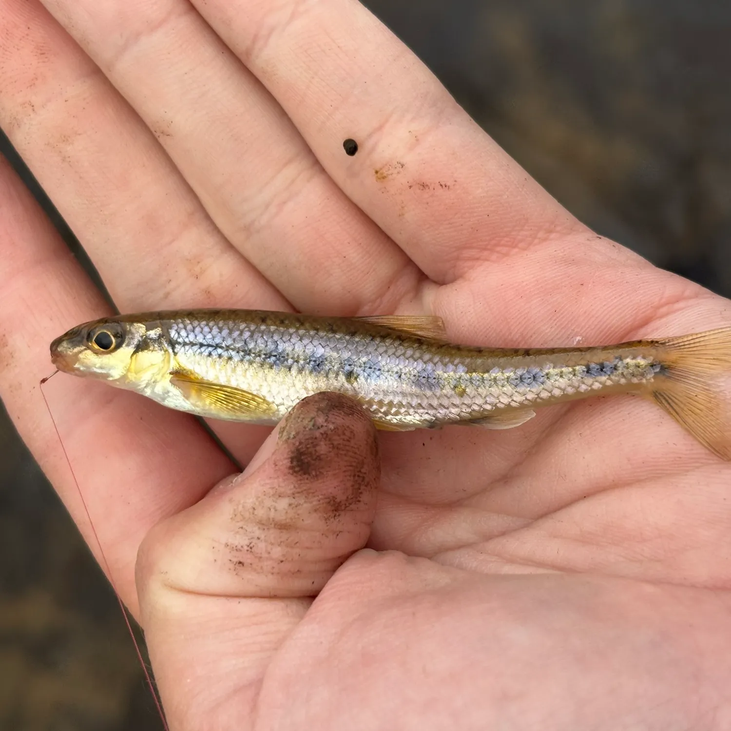 The most popular recent Streamline chub catch on Fishbrain