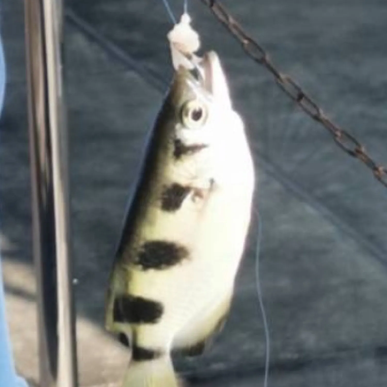 The most popular recent Banded archerfish catch on Fishbrain