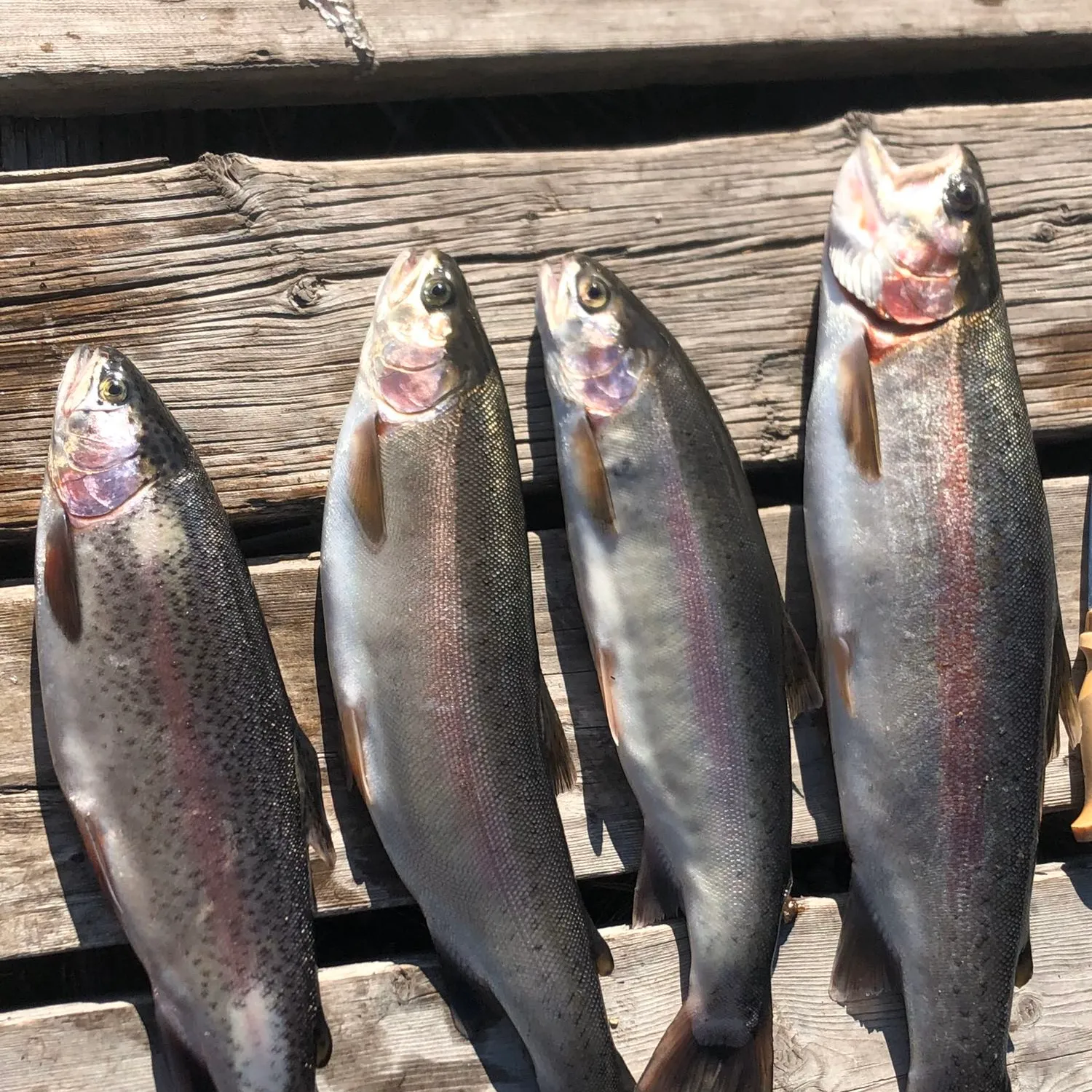 recently logged catches