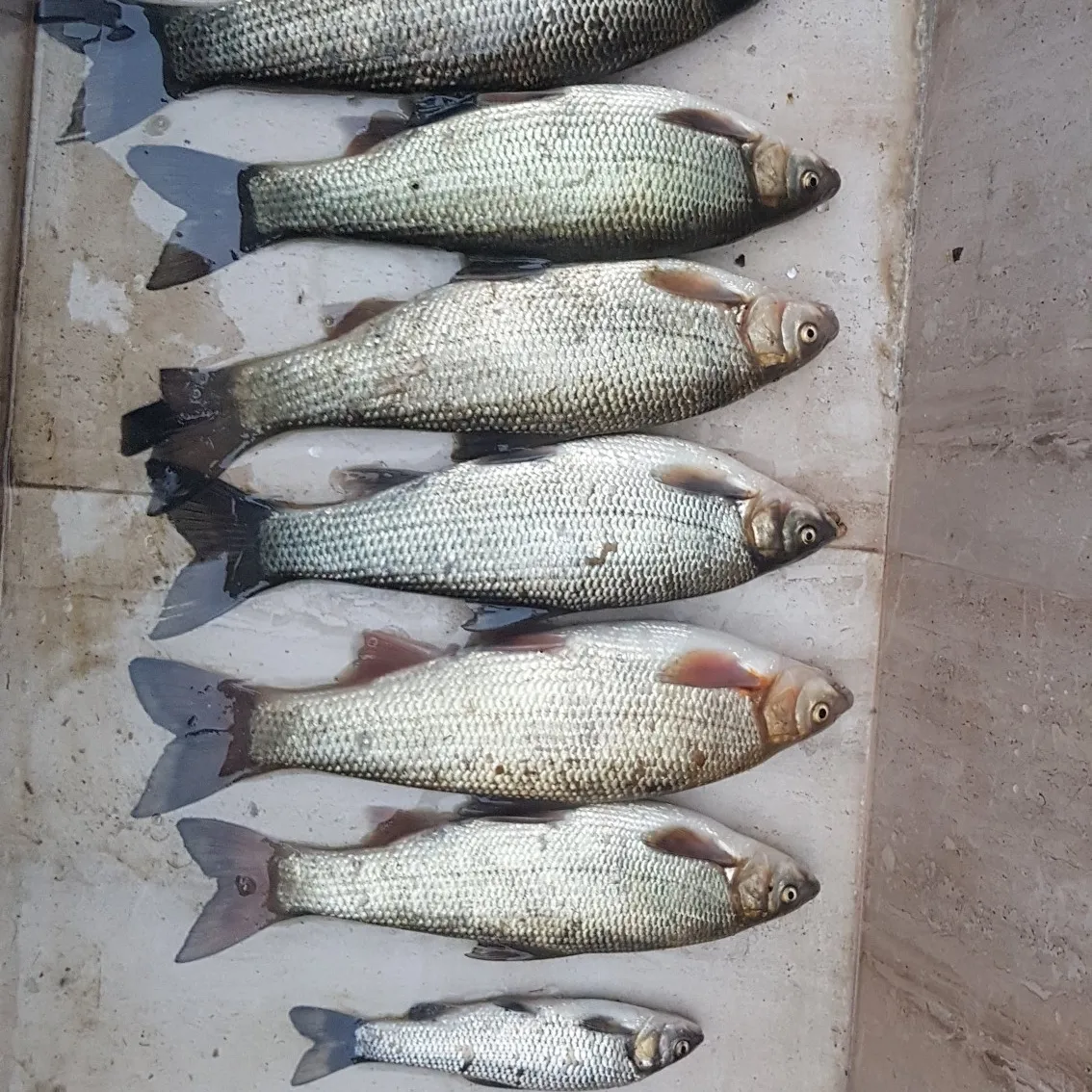 recently logged catches