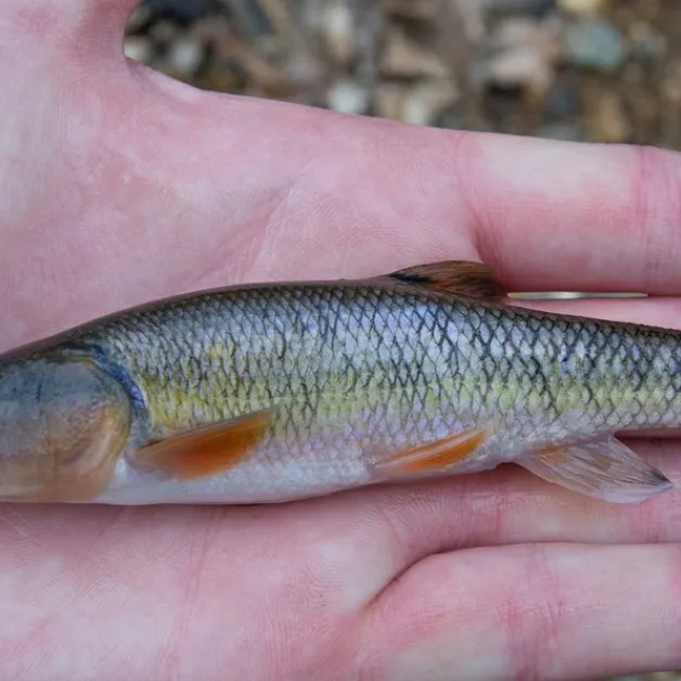 The most popular recent Creek chub catch on Fishbrain